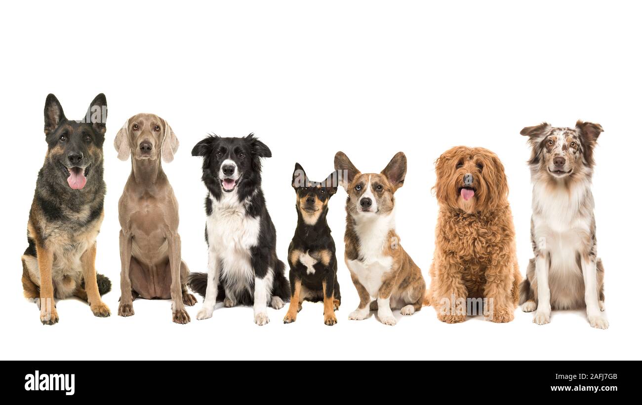 Gruppo di diversi tipi di razze di cani adulti seduti guardando la telecamera isolata su uno sfondo bianco Foto Stock