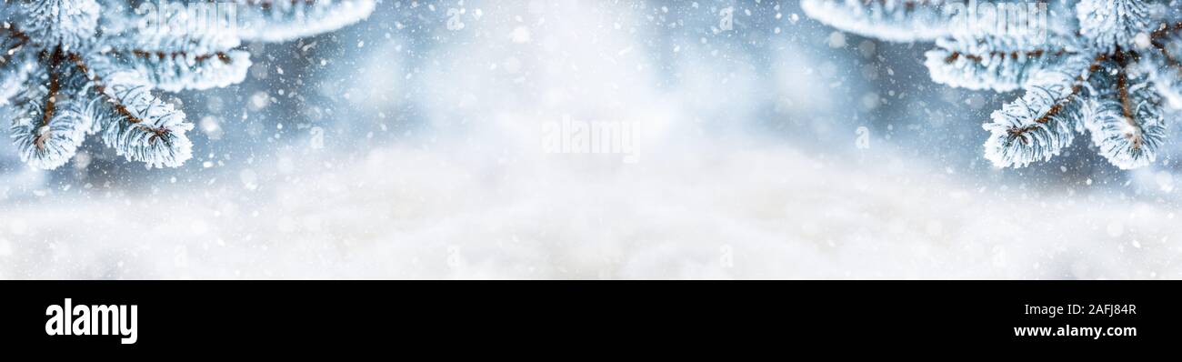 Pino rami contemplati dal gelo in atmosfera nevoso. Panoramica invernale banner con snowy rami di pino Foto Stock