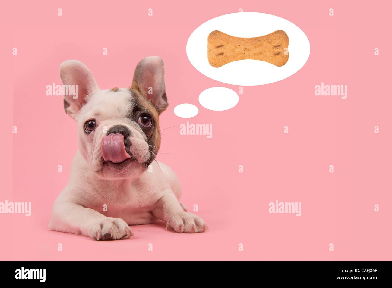 Carino bulldog francese cucciolo sdraiato su un sfondo rosa, con la lingua fuori della sua bocca leccare la sua bocca il pensiero di un osso cookie sagomato in un th Foto Stock