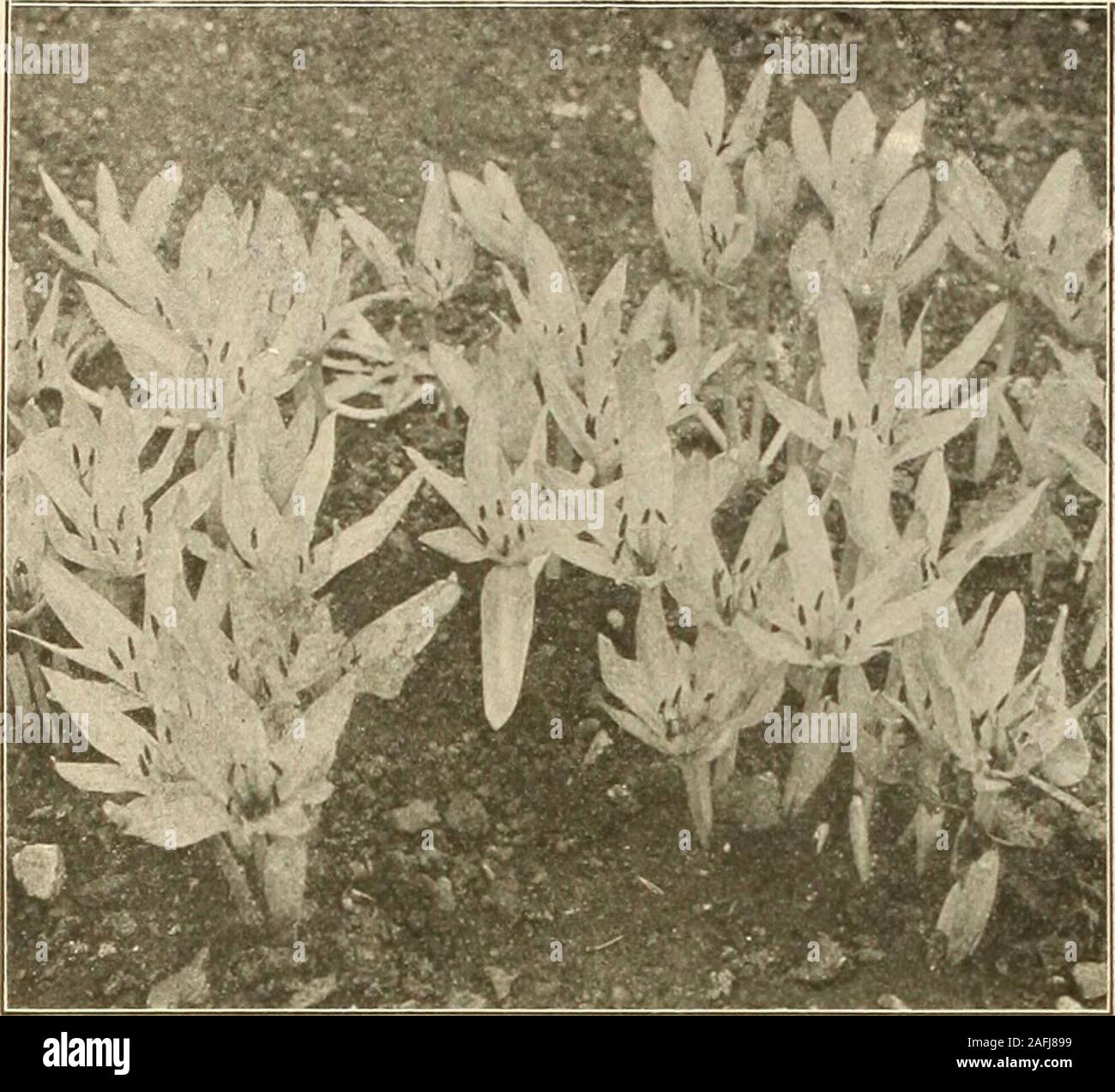 . Farquhar dell'autunno catalogo : 1913. Calla Lily. 34. R. & J. FARQUHAR & CO.. BOSTON. CAMASSIA. Perfettamente hardy, fiorente nella riparata e ombrosi jxartially situa-zioni. Belle piante foe il giardino di roccia. Esculenta. Indian Quamash. Un grazioso, primavera-fioritura delle piante, con blu scuro fiori che assomigliano a quelle di Scilla campanulata. 30 centesimi per ogni doz.; $2.00 per 100; $18.00 per 1.000.Cusicki. Un robusto crescente varietà con picchi alti ciascuno portante un numero di lavanda pallido a forma di stella fiori con antere gialle. 75 centesimi a doz.; $6.00 per 100. CROWN imperiali. (Fritillana imperialis). Hardy confine Foto Stock