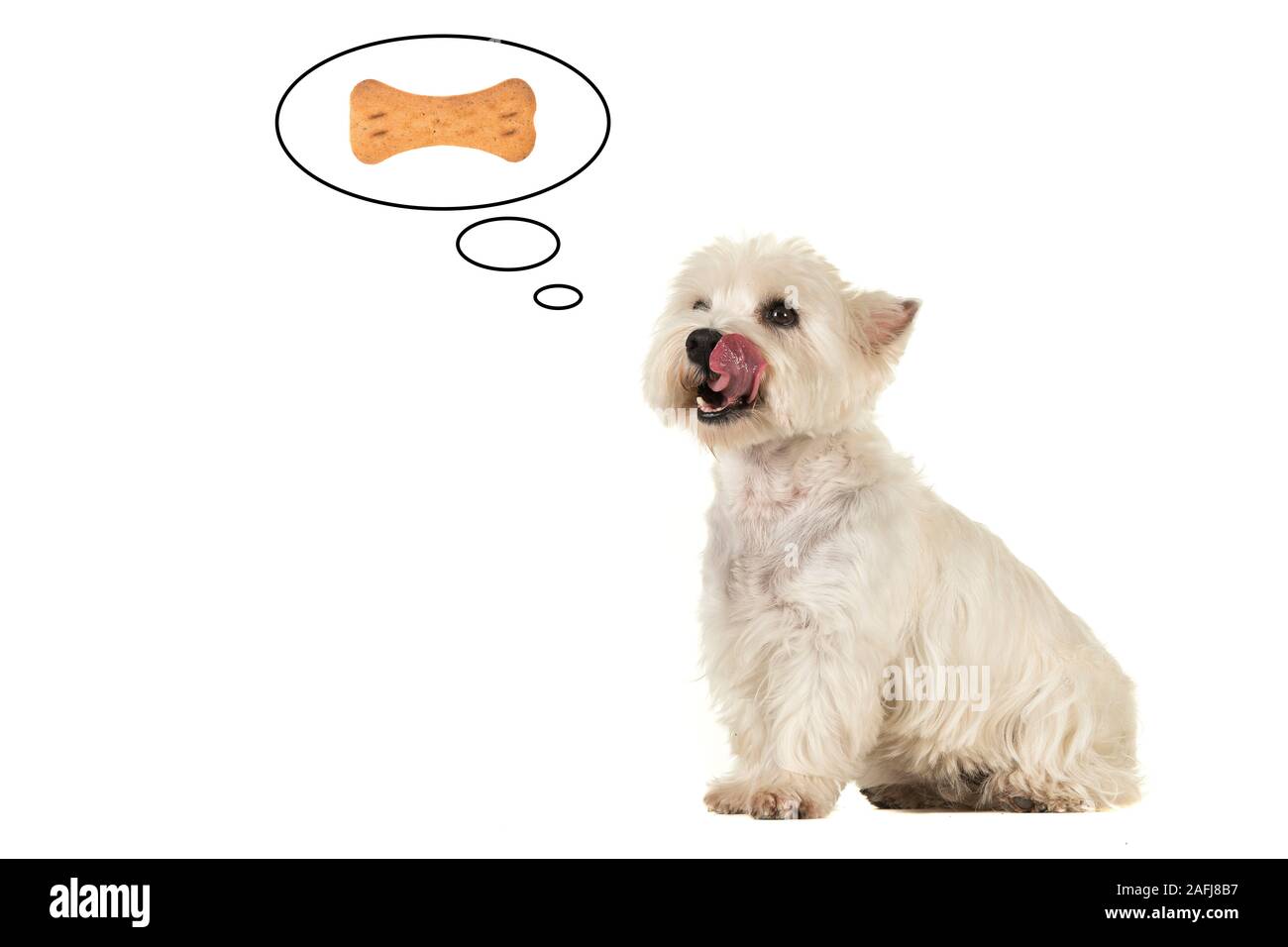 West Highland White Terrier cane con la lingua fuori della sua bocca leccare la sua bocca il pensiero di un osso cookie sagomato in un pensiero cartoon palloncino di un Foto Stock