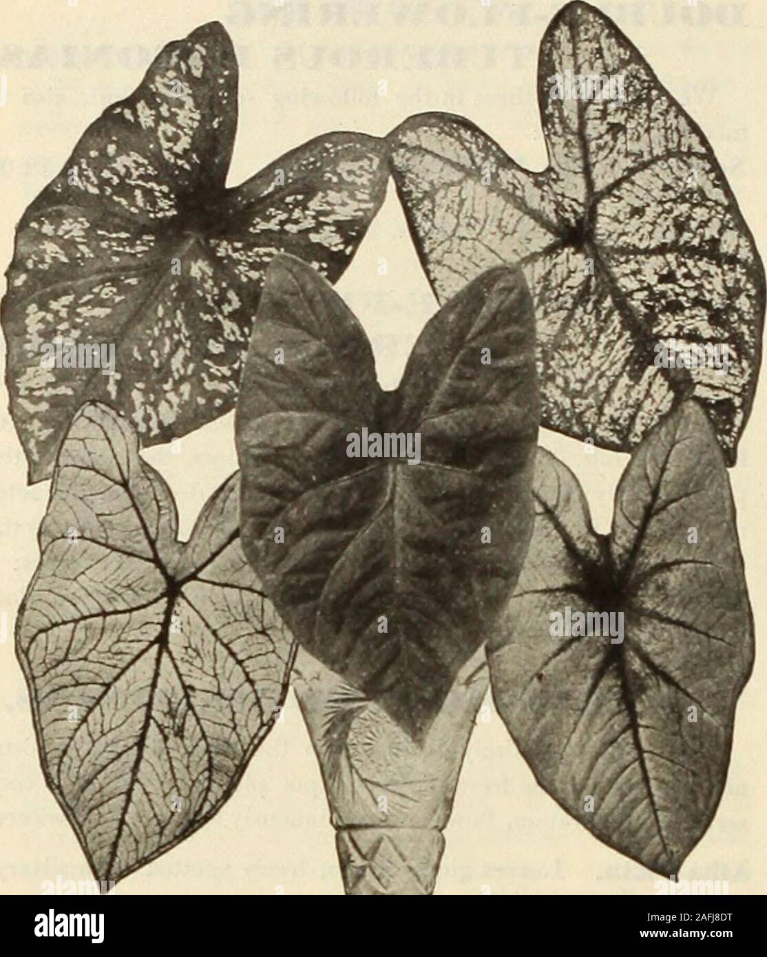 . Dreer's garden prenota 1915. genitore centro rosa, zone scure e stretto bordo verde.John Peed. Ricca e scintillante centro rosso e verde chiaro confine.Marian A. MacAdow. Terra argentea di colore verde bluastro con sheen, nervature rosa e le vene e alcuni grandi e vivaci macchie di colore rosso.iVlelba. Massa bianca con nervature verde e macchie rosse, distinto.Sig.ra Jessie M. Thayer. Massa rosa con vellutato rosso-nervature,squisita.Mucuripe. Massa colore brillante-rose, soffusa e con marmo bianco e verde.Picuhy. Bianco trasparente con colore blu metallizzato, suffusion distinte e bella.Rio de Janeiro. Uno dei migliori; una rosa trasparente w Foto Stock