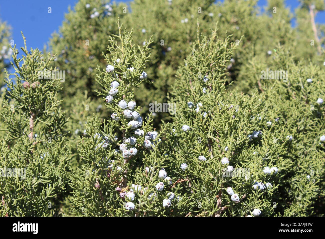 Coni di semi di questo Sud del Deserto Mojave vegetale nativo della California, Ginepro, Juniperus californica, eventualmente sever e competere per crescere. Foto Stock