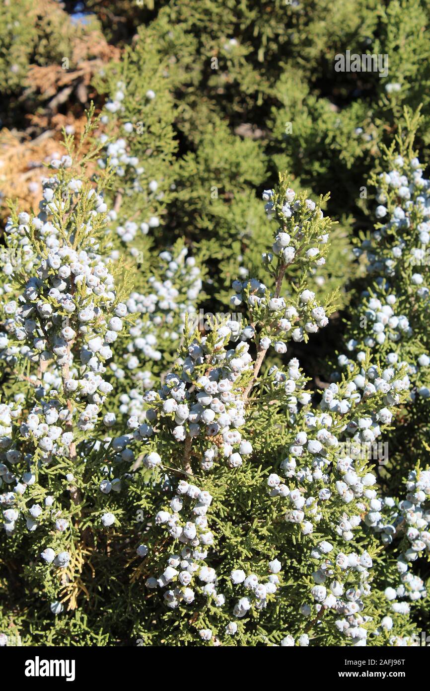 Coni di semi di questo Sud del Deserto Mojave vegetale nativo della California, Ginepro, Juniperus californica, eventualmente sever e competere per crescere. Foto Stock