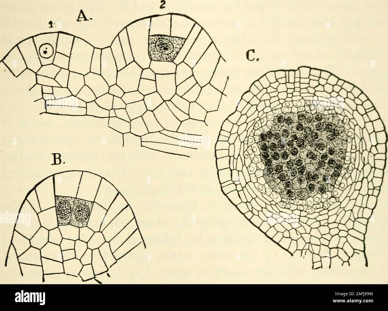 . La struttura e lo sviluppo di muschi e felci (Archegoniatae). Segmento (Fig. 148),e la mediana esatta sezioni mostrano che all'apice della preminenza broadlyconical che è il primo stadio della giovane sporan-giumi vi è una grande cella piramidale con un apice truncate.Holtzman (i) pensa che il sporangium può essere riconducibile a asingle cella e che le divisioni in un primo momento sono simili a quelli di athree facciate cellula apicale. Non sono stato in grado di soddisfare da me in questo * B. ternatum = B. obliquum (Underwood (5), p. 72). vii PTERIDOPHYTA-riLICINEAl-OPHIOGLOSSACEAl 269 punto, ma il più giovane fasi trovati da me Foto Stock