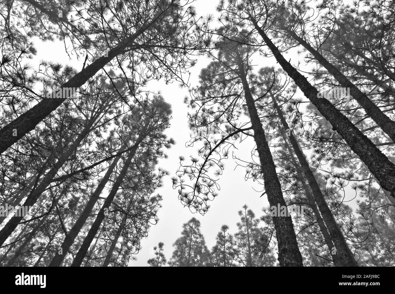 Foto di cime degli alberi nei boschi di nebbia Foto Stock