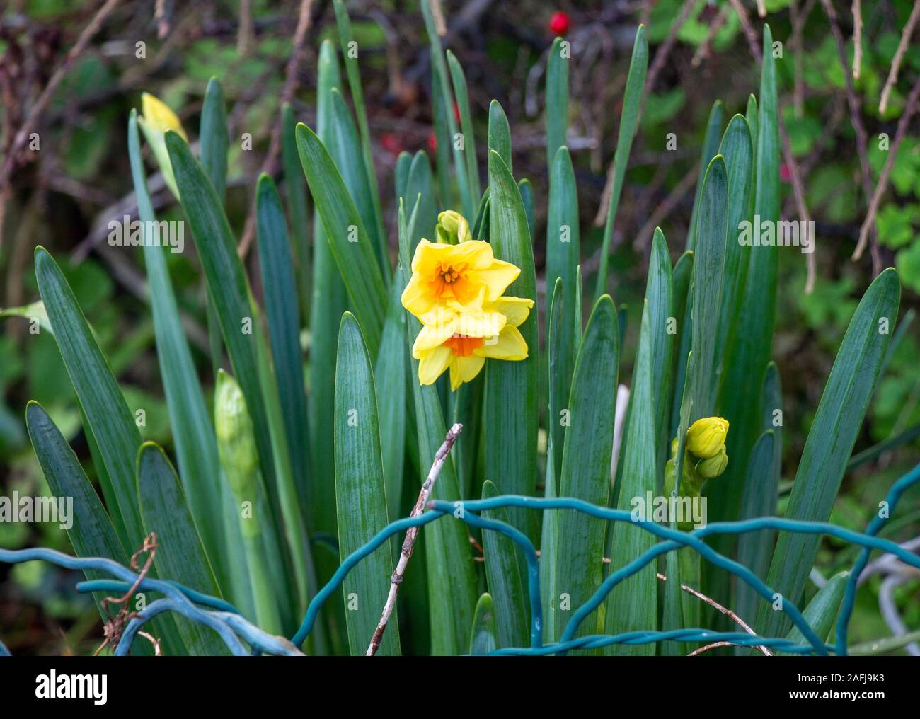 Castletownshend, West Cork, Irlanda 16 dicembre 2019. Una luminosa giornata di sole in West Cork, deve essere la primavera i narcisi sono fuori in giardino anteriore in Castletownshend. Questo potrebbe essere il primo daffs dell'anno? Aphperspective credito/ Alamy Live News Foto Stock