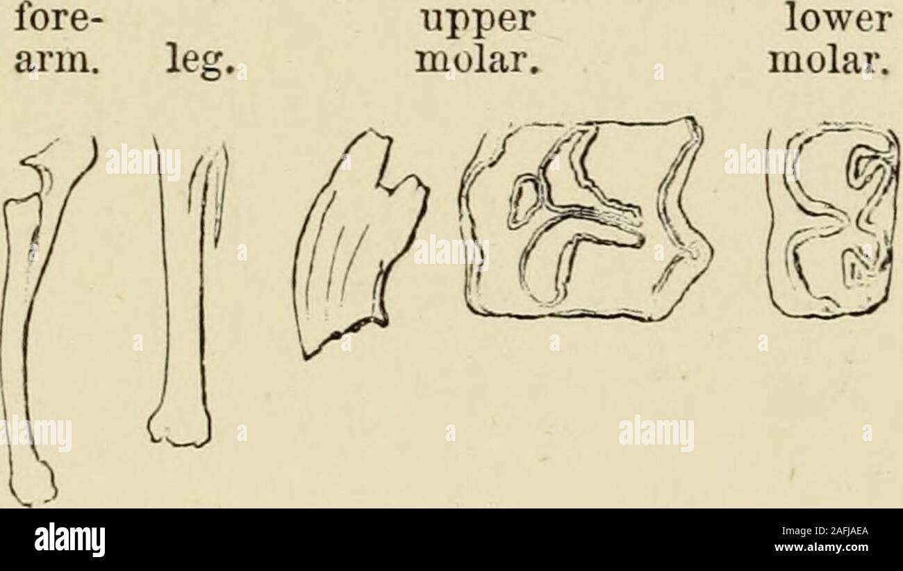 . La Bibbia e la scienza. Fig. 174.-recente Equus. in corrispondenza di ogni lato di essa un fissatore a forma di osso che isthe rudiment di un altro dito. In hind-piedi vediamo il sam.e cosa. I denti del cavallo sono anche strano come in sostanze themthree; vale a dire hard smalto, alquanto softerdentine, e ancora più morbido del cemento, sono disposti in com-plicated pieghe, la conseguenza di ciò è che la parte thesofter, essendo più rapidamente logorato in theprocess della masticazione, più il cavallo mangia themore fare le creste di smalto progetto e formare una somiglianza dei predecessori immediati. 323 apparecchi di macinazione mirabilmente ada Foto Stock