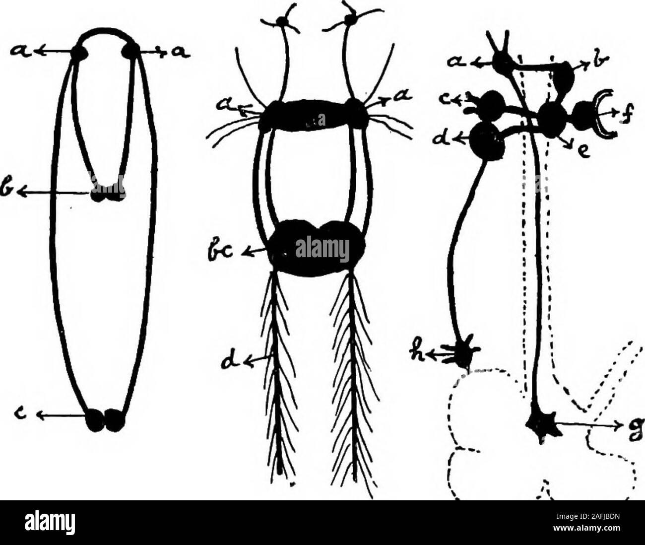 . La fisiologia della invertebrata. al peduncolo arisefrom questi gangli. Il sistema nervoso del Tretenterata non è stata sothoroughly lavorato come quella del Clistenterata; ma inlAngula, Sir Richard Owen, P.R.S.,ha mostrato che la visceralnerves sono più sviluppate rispetto a quelle di Terebratula, whichbelongs a quest'ultimo fine. I filamenti i muscoli arealso più distinti: una coppia che si staccano dal sub-cesophageal ganglio, divergono come passano all'indietro alongthe camera viscerale, poi convergono per il loro inserimento nei muscoli theanterior ; una seconda coppia, anche dal sub-CBSoph Foto Stock