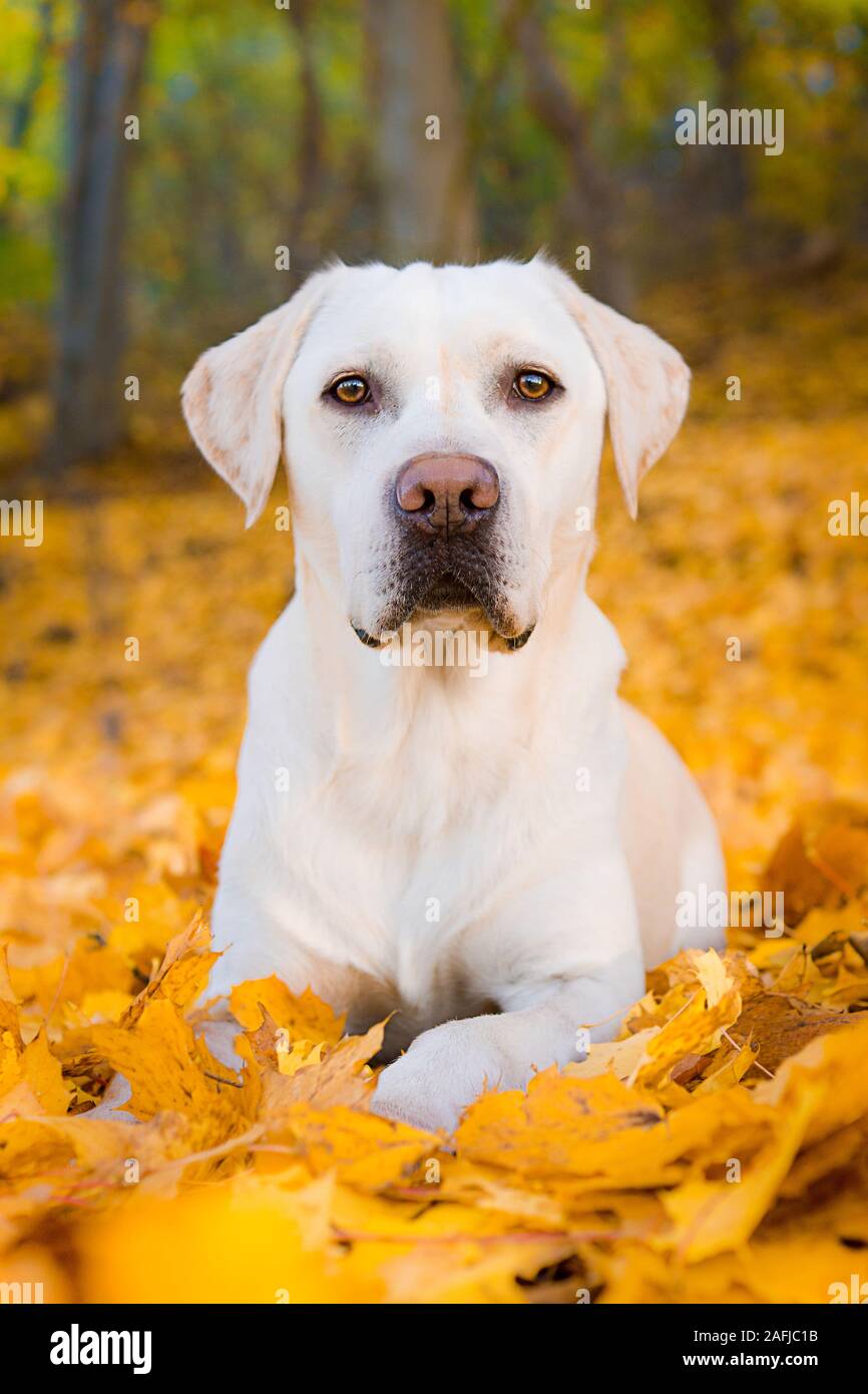 Cane Labrador bianco in foglie d'autunno Foto Stock