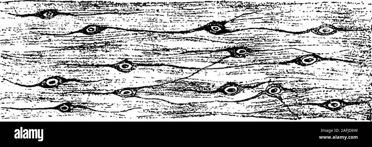 . La fisiologia della invertebrata. Fig. 59.-Nekve-cellule che giace tra le fibre muscolari a theBase di una colonna vertebrale in Echinus. {Dopo Romanes e Ewart.) epitelio superficiale per raggiungere e si estendono al di sopra e tra themuscular e tessuto connettivo-fibre tra la fisiologia calcareo del invertebrata. 315 asse e le basi delle mandibole (Fig. 56,1, e maiale. 60).Il plesso, ora in forma di estremamente delicato fibersconnecting piccole celle bipolari, raggiunge la speciale musclesof le mandibole sebbene questo plexus è particolarmente. Fig. 60.-nervo-plexus giacente su fibre muscolari vicino BaseOP uomo Foto Stock