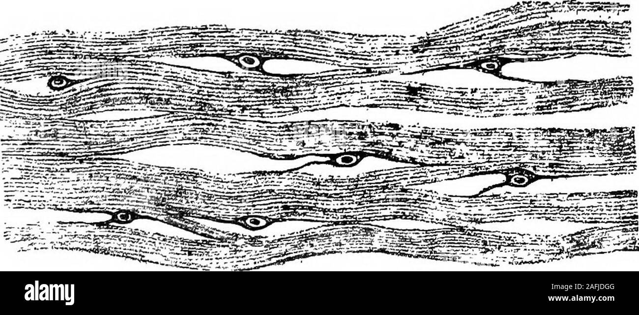 . La fisiologia della invertebrata. Fig. s8.-esterni nervo-plexus di Echinus.{^dopo Romanes e Ewart.) nel caso del pedicellarise, il plesso sul gambo reachingthe corre lungo tra l'asse di calcare e la. Fig. 59.-Nekve-cellule che giace tra le fibre muscolari a theBase di una colonna vertebrale in Echinus. {Dopo Romanes e Ewart.) epitelio superficiale per raggiungere e si estendono al di sopra e tra themuscular e tessuto connettivo-fibre tra la fisiologia calcareo del invertebrata. 315 asse e le basi delle mandibole (Fig. 56,1, e maiale. 60).Il plesso, ora in forma di estremamente delicata Foto Stock
