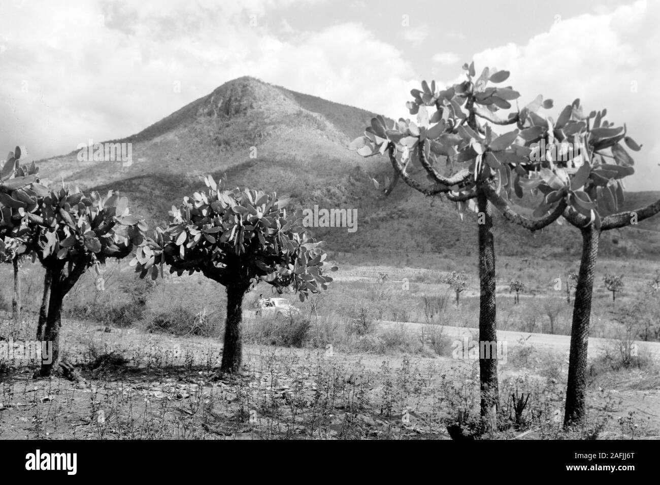 Wüstenartige Landschaft an der Straße zwischen Port-au-Prince und Cap-Haitien, 1967. Deserto-come il paesaggio dalla strada connection Port au Prince e Cap Haitien, 1967. Foto Stock