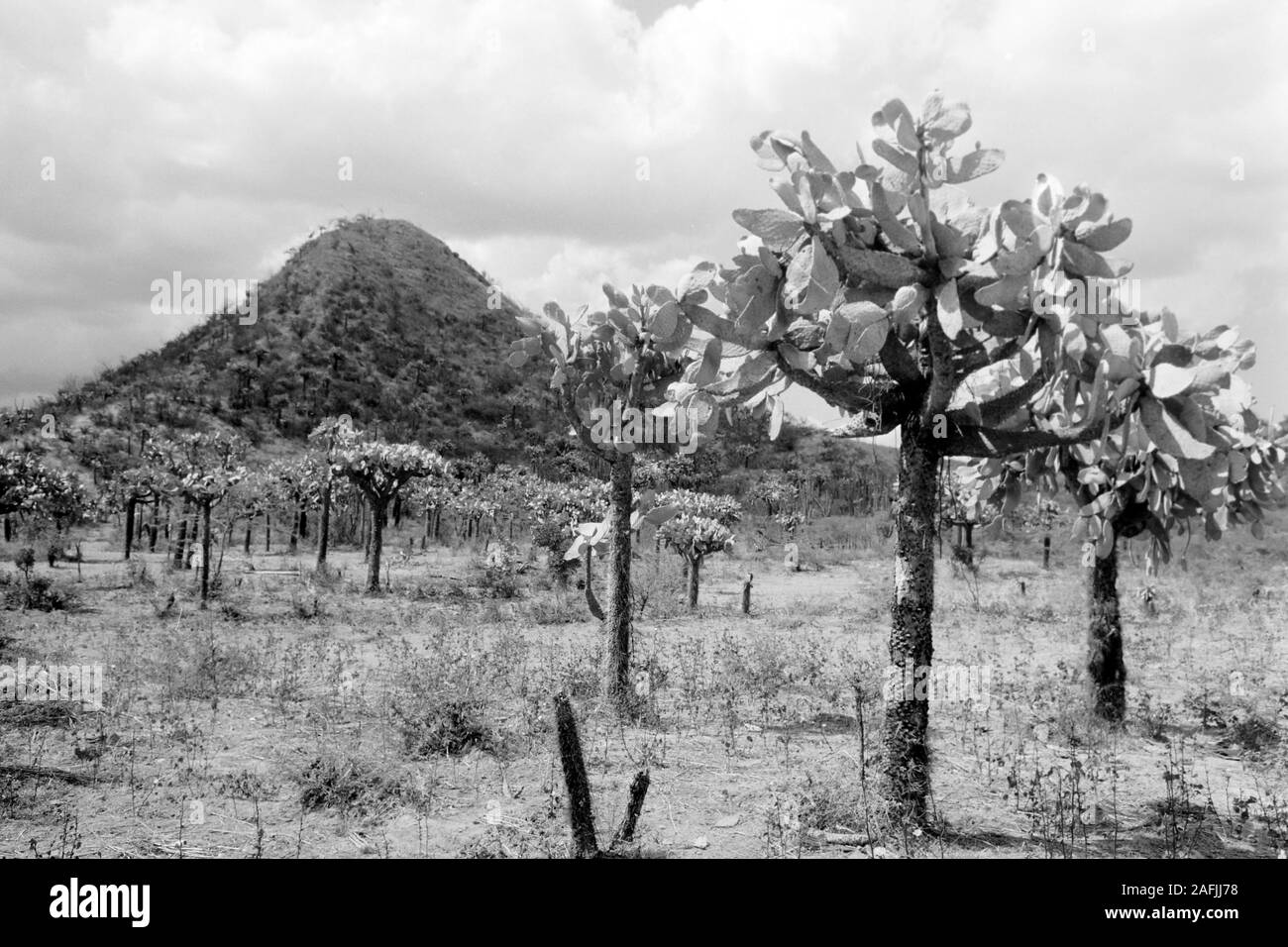 Wüstenartige Landschaft an der Straße zwischen Port-au-Prince und Cap-Haitien, 1967. Deserto-come il paesaggio dalla strada connection Port au Prince e Cap Haitien, 1967. Foto Stock