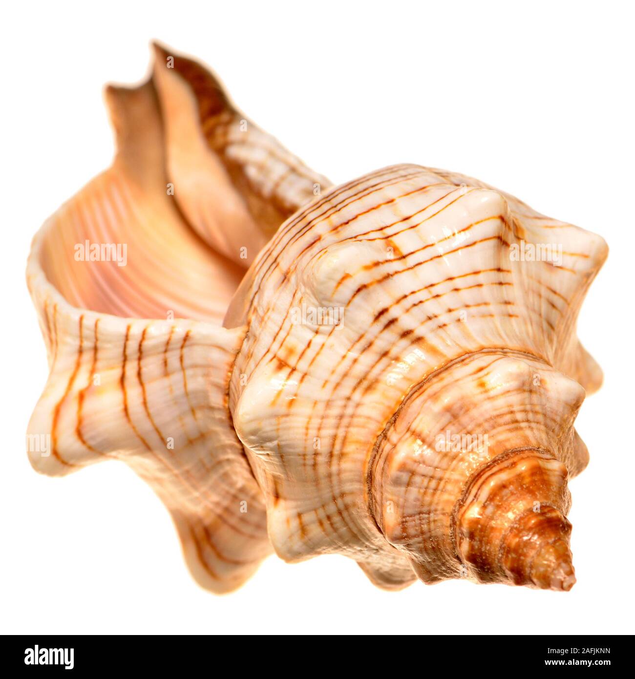 Il trapezio cavallo Conch / Striped Fox conch conchiglia (Pleuroploca trapezio) c10cm Foto Stock