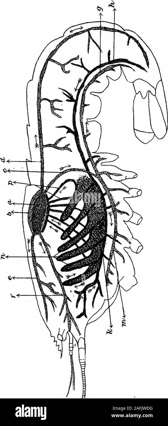 . La fisiologia della invertebrata. s successivamente nel cuore da cardiacal crepacci. In theBrachyura e Macroura (Fig. 39) il sangue, prima returningto il cuore, è ossidato in passando attraverso le branchie. In Myriapoda, il cuore ha molte camere e isnearly fintantoché il corpo. Il sangue entra questo organo dauna coppia di crepacci e lascia in parte dalla communicationwith la camera adiacente, e in parte dalle arterie laterali.Un valore mediano del tronco aortico continua il cuore in avanti e trunk thelateral circondano l'esofago e unite in un arterywhich giace sul gangliare Foto Stock