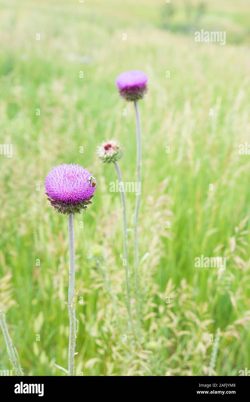 Primo piano della viola di fiori selvaggi in montagna a prato con ape ronzante intorno ad esso, erba verde sullo sfondo Foto Stock