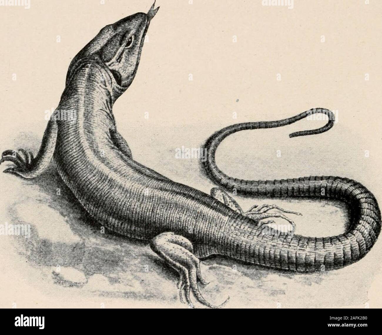 . Introduzione alla zoologia; una guida per lo studio di animali, per l'uso delle scuole secondarie;. FIG. 251. -Phrynosoma, il rospo cornuta. Foto, da E. R. D. bande trasversali al di sopra, con colori iridescenti sulla gola del maschio e con grandi, fortemente keeled scale e aslender coda. Il più grande dei Iguanidse è il leguan *delle Indie Occidentali e del Sud America, che guadagna alength di 1,75 metri o più di cinque piedi. La famiglia Varanidae,2 o acqua-lucertole, contiene note thelargest lucertole. Il Nilo varanus raggiunge una lunghezzadi circa tAvo metri. Essa vive nei fiumi dell'Africa,feed sul piccolo Cru Foto Stock