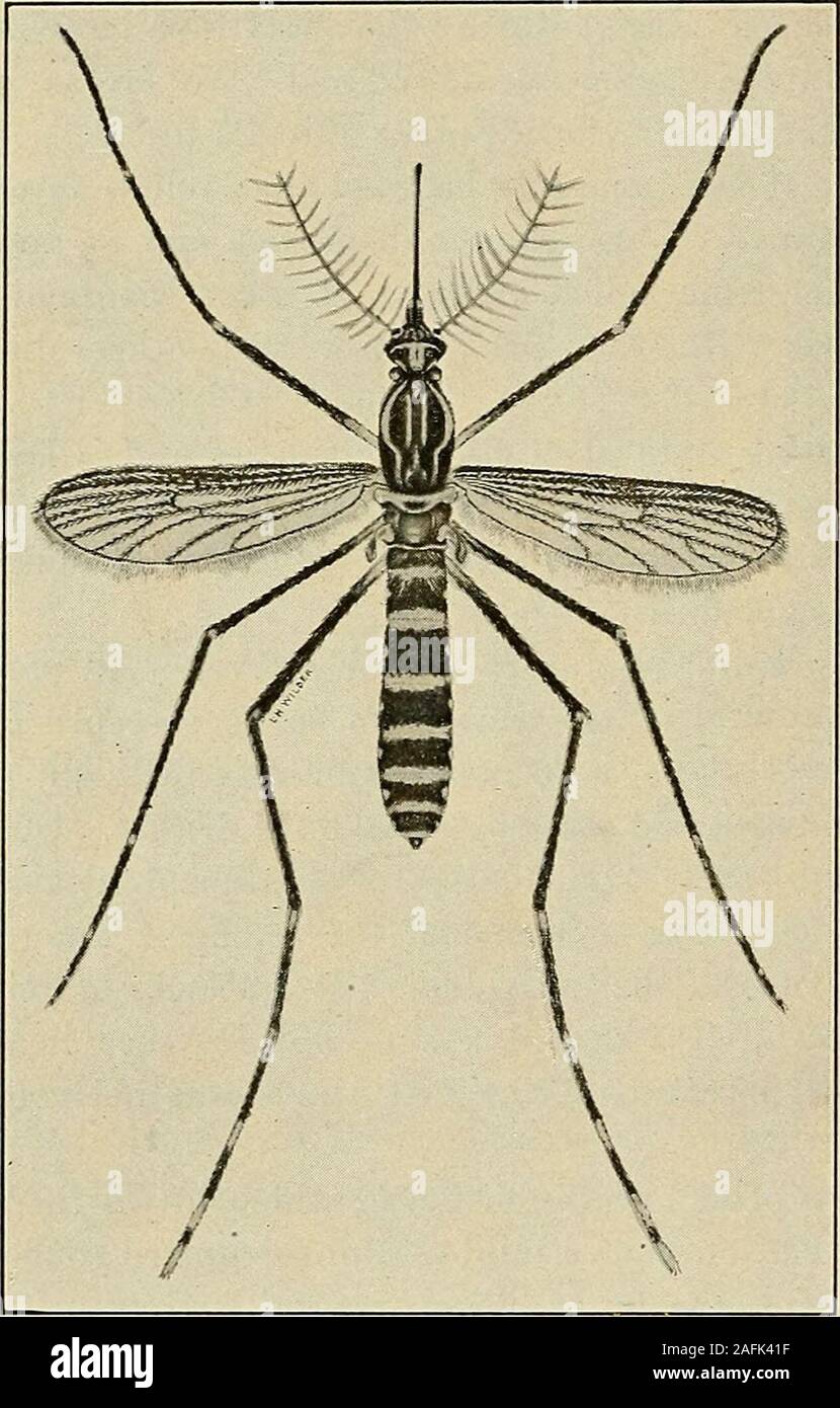 . Medicina Preventiva e igiene. t e sun-luce. Ho watchedStegomyia mosqu i t o e sbite me da elettrico lightat undici oclock di notte.il suo attacco è spesso a rumore inferiore e il suo morso indolore.Tuttavia, come una regola, theyrest di notte, che,pertanto, diminuisce therisk di esposizione a thattime. Il Stegomyiamosquito può tuttavia-di non sopravvivere per lunghi trovanella raggi diretti di un tropi-cal sun. Vi è quindi poco pericolo in visita una comunità whereyellow febbre è epidemica durante il tempo di giorno, purché la persona keepsout di case. Le esperienze durante l'ultimo febbre gialla epidemicat nuovo Foto Stock