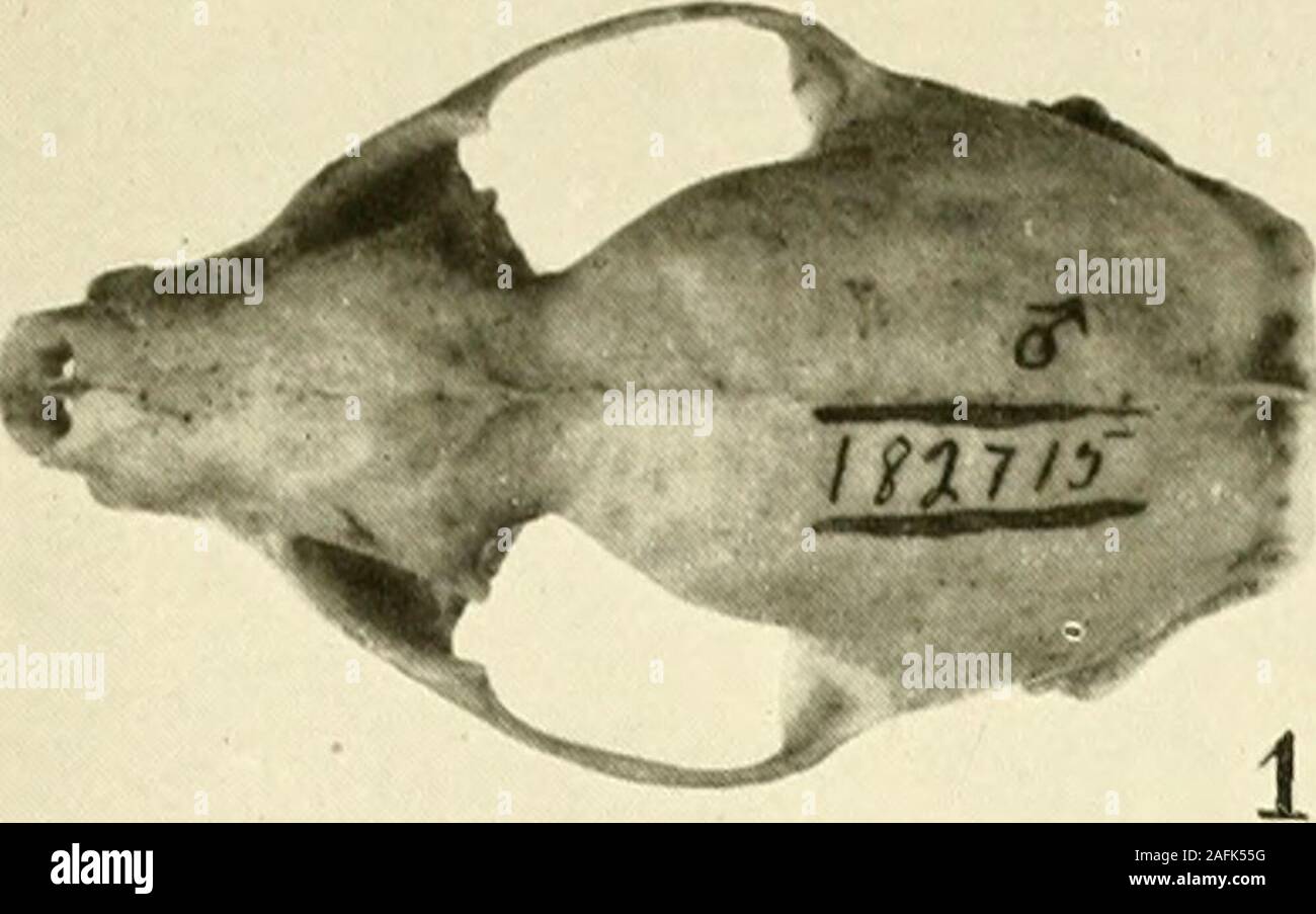 . Bollettino - Stati Uniti Museo Nazionale. MUNGOS ALBICAUDUS FEROX HELLER. Tipo, dimensioni NAiURAL. Per la spiegazione della piastra vedi pagina 184. U. S. MUSEO NAZIONALE BOLLETTINO 99 PL. 36. Foto Stock