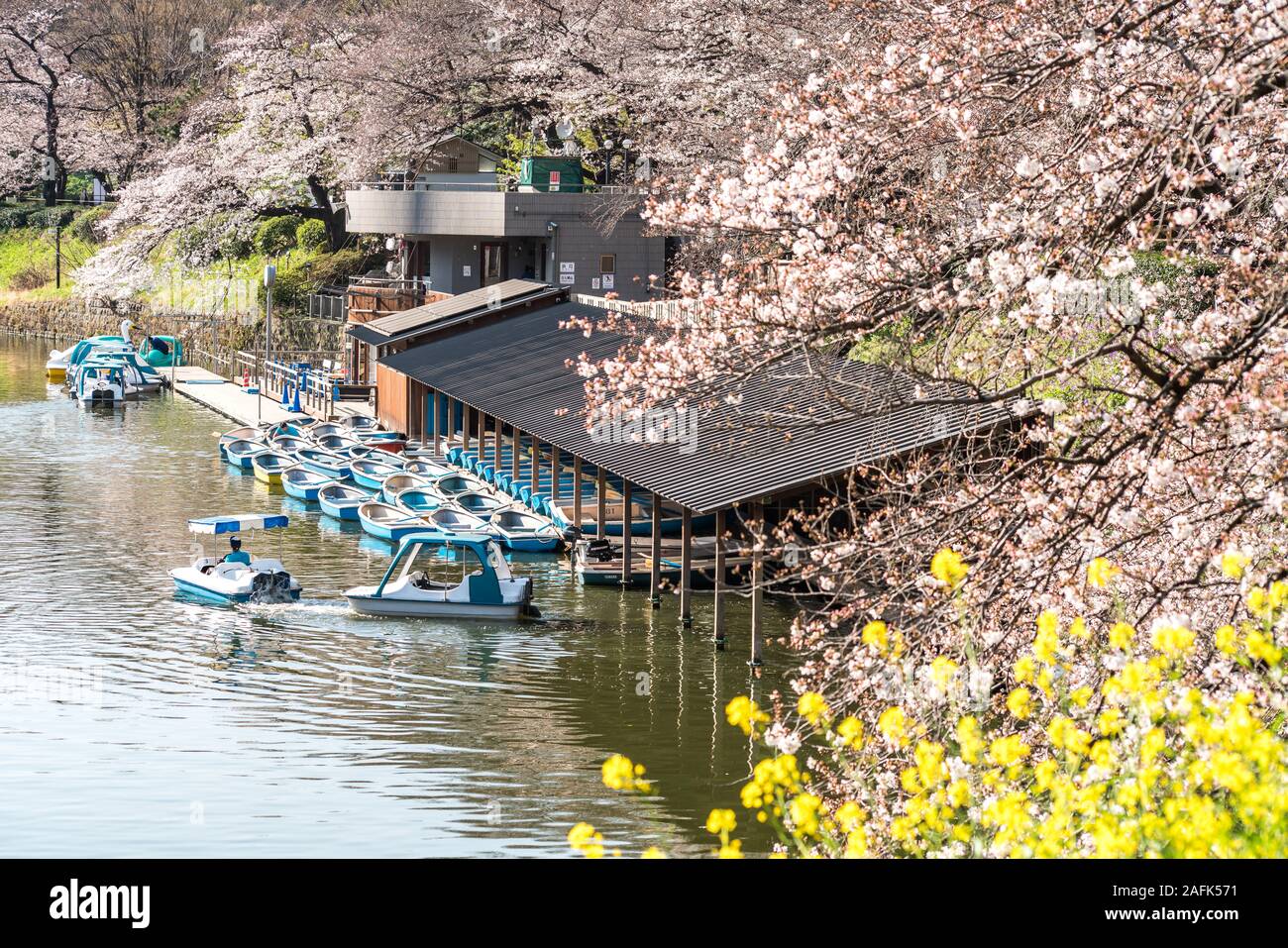 CHIYODA, Prefettura di Tokyo, Giappone - 27 Marzo 2019: Visitatori godendo lo scenario circondato da Chidori-ga-fuchi fossato la fioritura dei ciliegi (Sakura) su un Foto Stock