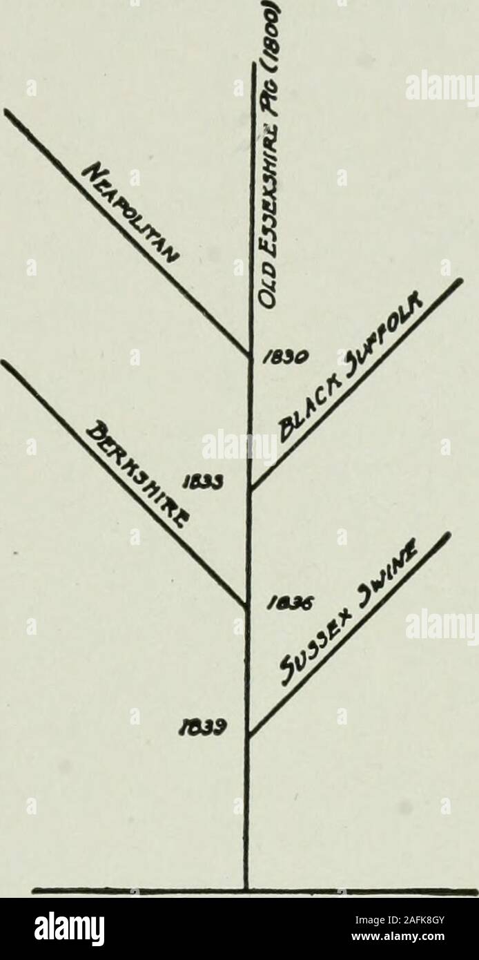 . Sud della produzione di carne di maiale. diametro esterno dei quali razza showsplainly it. Il volto è ampio eil naso corto e capovolta. Tti inclinate in modo da essere all'ordine ofbacon hogs in forma, ma de-cidedly di facile ingrasso tendono-dencies. Si tratta di piccoli statureand di osso, e possiede ex-treme qualità. Nel colore ènero tutto, e il bianco è ob-jectionable. La dimensione della in-dividuals è come una regola di piccole dimensioni, andmature verri media di circa300 libbre e la sowsabout 250. La loro distribuzione è notwidespread, ma pochi si trovano nel sud degli Stati Uniti.Come una regola che sembrano essere in aumento appena un po' in popu-larity. T Foto Stock