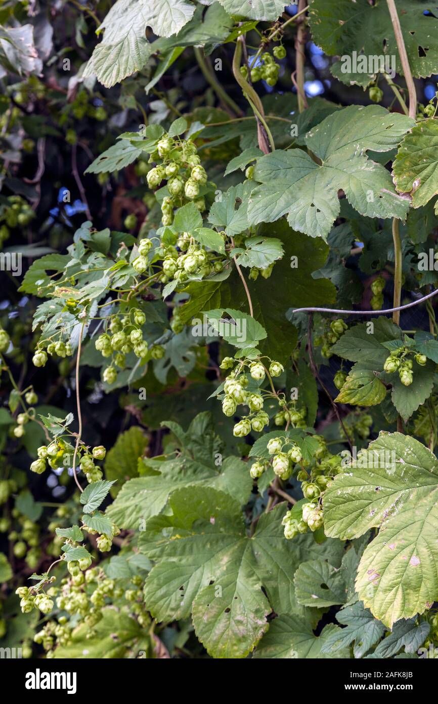 Luppolo selvatico al fiume prati Foto Stock