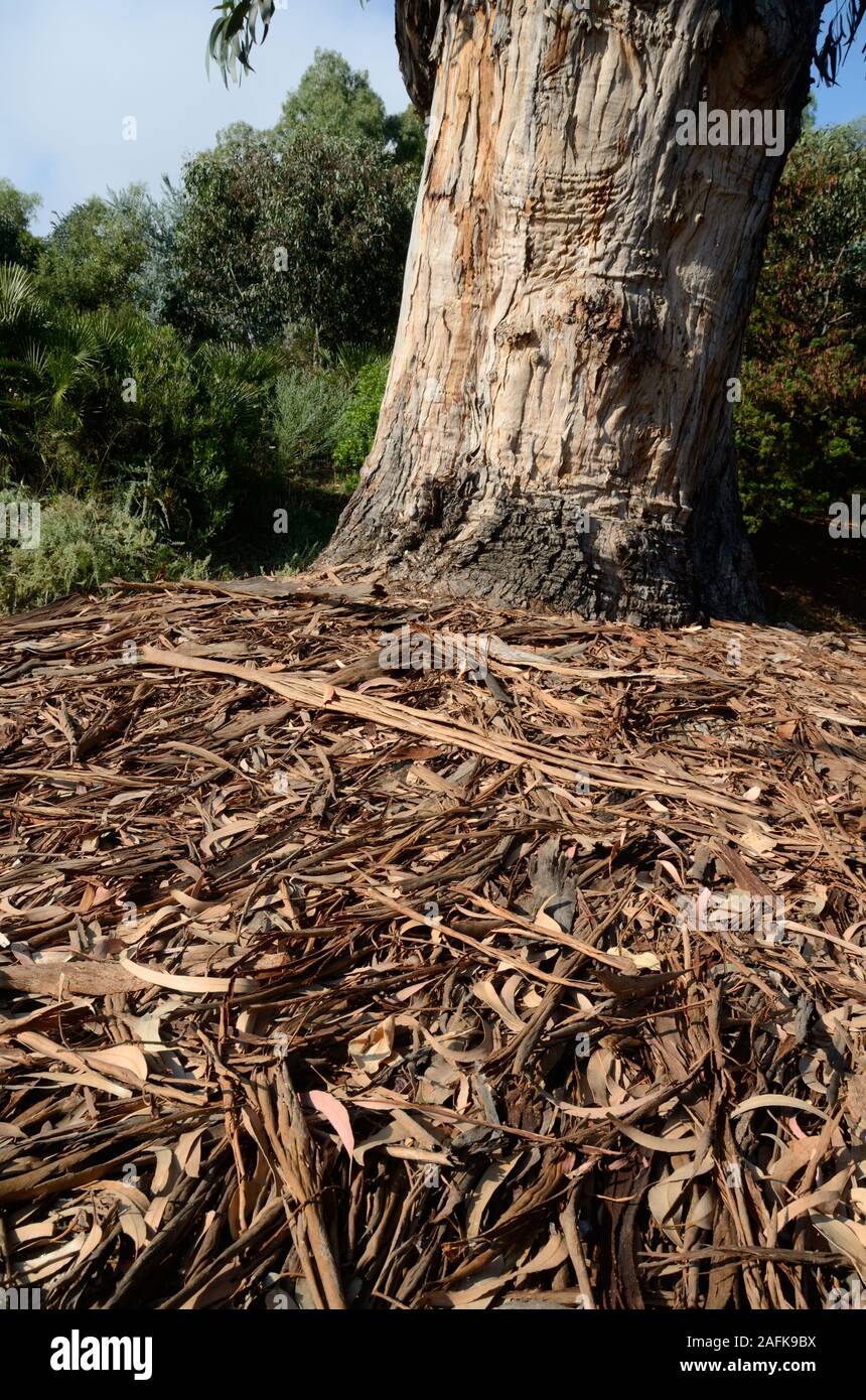 Corteccia di eucalipto struttura robusta e litterfall, lettiera vegetale, figliata di albero, impianti di detriti o residui di corteccia sul suolo della foresta. Foto Stock