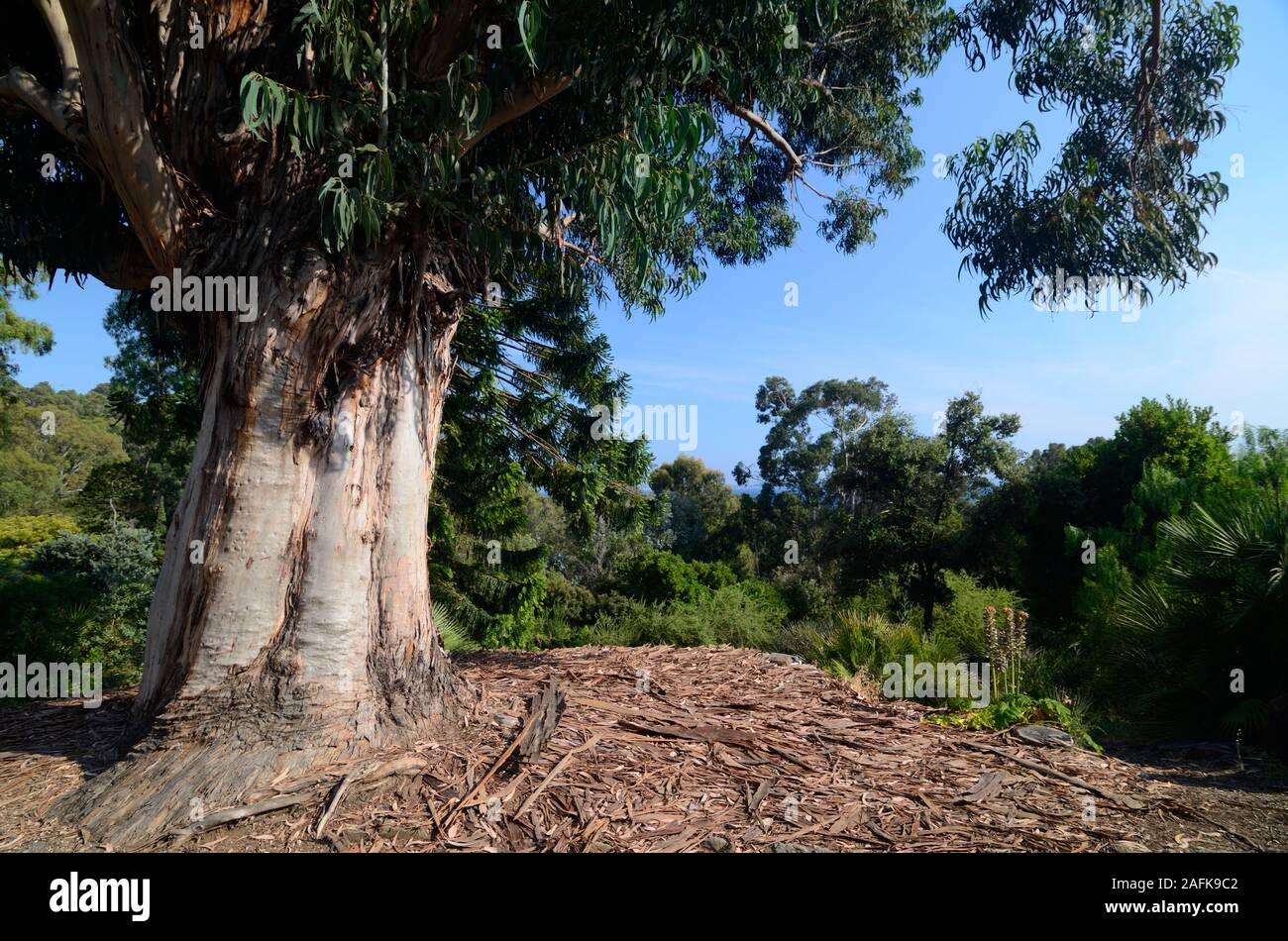 Eucalipto Struttura robusta in arboreto del Domaine du Rayol : Giardino Botanico Rayol-Canadel-sur-Mer Var Provence Francia Foto Stock