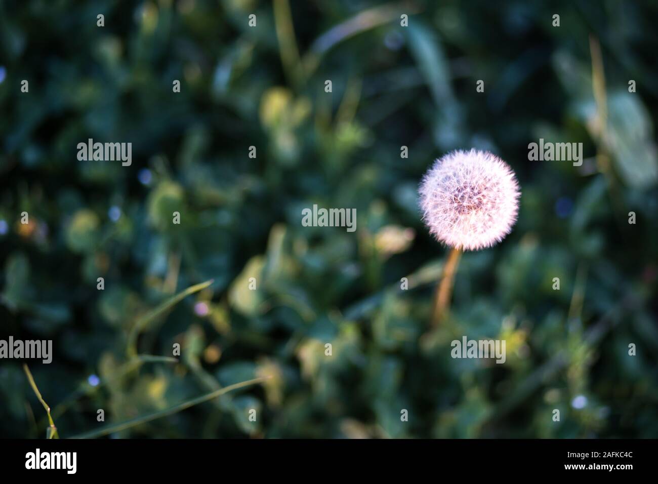 Colori di Primavera e fiori Foto Stock