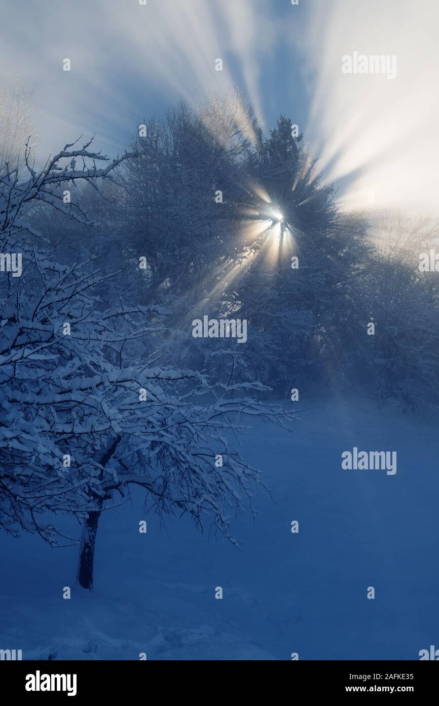 Celeste i raggi di sole che splende attraverso i rami degli alberi in una nebbiosa mattina d'inverno. Meteo, stagioni, fenomeni naturali e i concetti di fede. Foto Stock