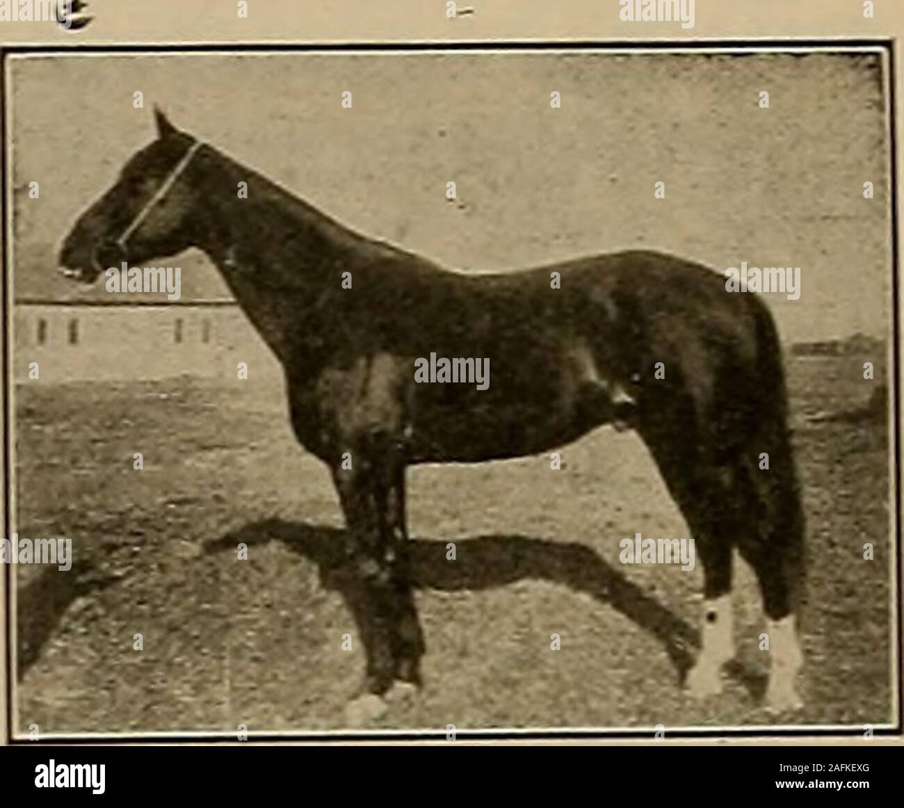 . Allevatore e sportivo. 2:14*4); seconddam. Nelly. Pirst e solo il cavallo la cui intera carriera agonistica (56 riscalda) medie 2:08*4. Primo e unico cavallo a 5 anni per il passo due volte nel giorno oue in 2:03*4, vincendo gara. Primo e unico cavallo al passo in 2:00*4, prima prova contro il tempo. Primo e unico cavallo al passo in 1:59*4, seconda prova contro il tempo. Primo e unico cavallo a ritmo serrato per la metà in 57H s. Primo e unico cavallo a ritmo serrato per tre quarti in 1:27%. Primo e unico cavallo al passo in 1:59%, prima prova secondo anno. Primo e unico cavallo a ritmo di nuovo in 2:00, la stessa settimana nello stesso anno. Primo e Foto Stock