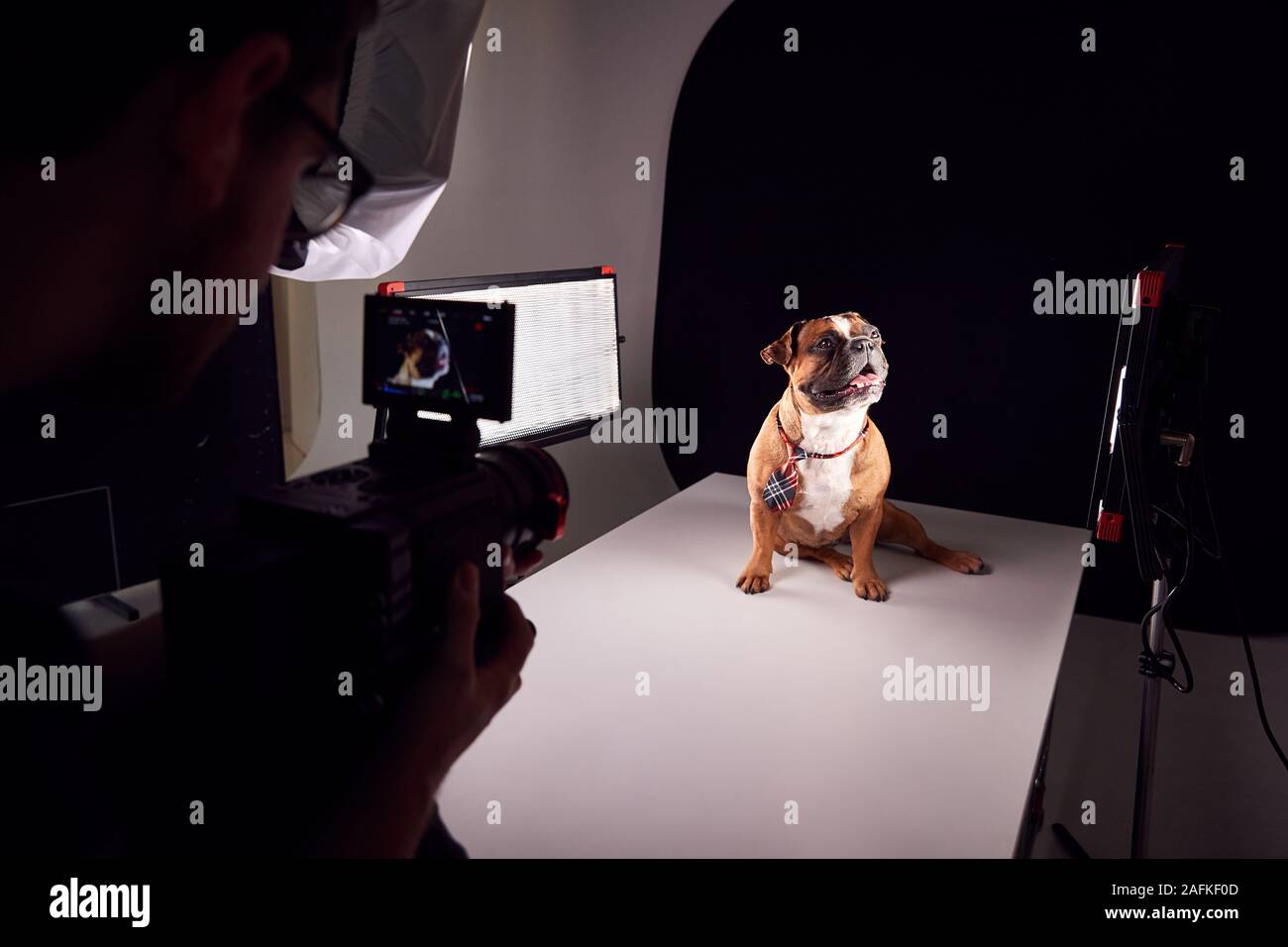 Videografo riprese Bulldog cucciolo che indossa cravatta su sfondo nero Foto Stock