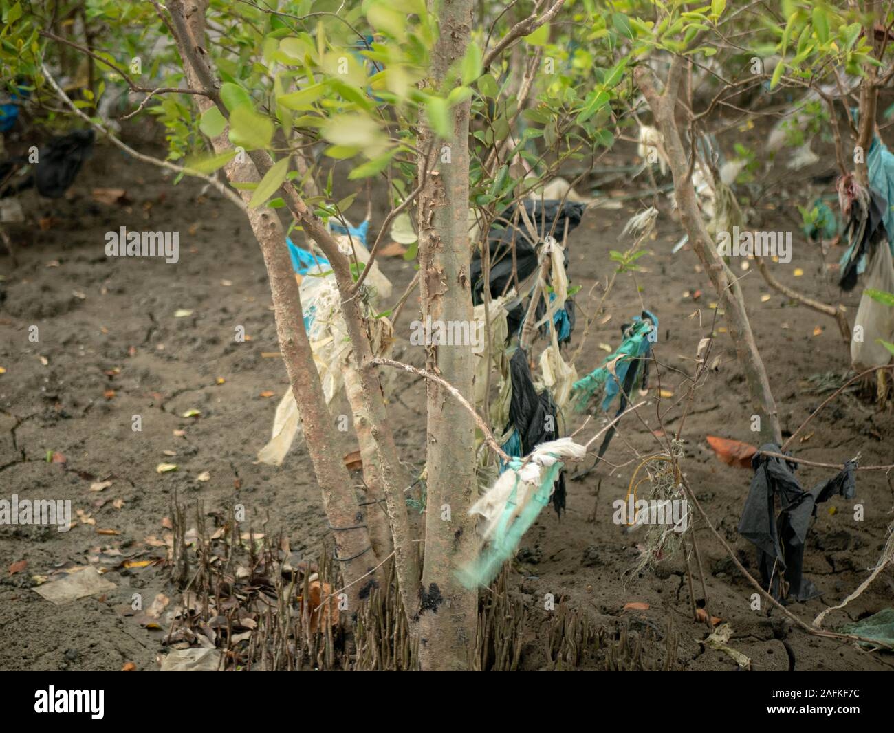 Spreco di plastica incollato sul mangrove Foto Stock