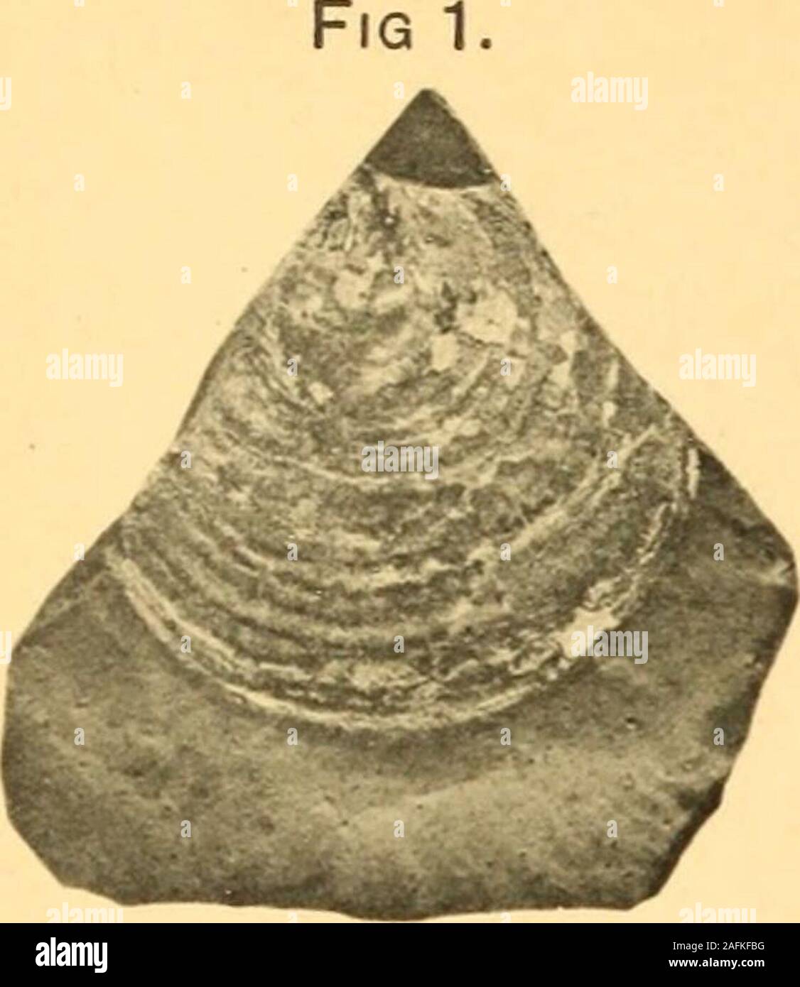 . La rivista trimestrale della Geological Society di Londra. chardson, op. cit. p. 154.Gold Cliff, vicino a Newport.-J. E. Lee, sost. Brit. Assoc. 1872 (Brighton) Trans. Sez. p. 116: & H. B. Woodward, Proc. Geol. Assoc, vol. x (1888), p. 538.Knowle.-Yert. Sez., Geol. Surv. foglio 46, n. 4.Nuovi Clifton.-Vedere Redland.Patchway.-Vert. Sez., Geol. Surv. foglio 46, n. 8.Penarth e Lavernock.-Yert. Sez., Geol. Surv. foglio 47, n. 1 &.S; R. Etheridge, Trans. Cardiff Nat. Soc. vol. III (1872) p. 39; t H. B. Woodward, Proc. Geol. Assoc, vol. x (1888), p. 529.Puriton.-Yert. Sez., Geol. Surv. foglio 46, n. Foto Stock