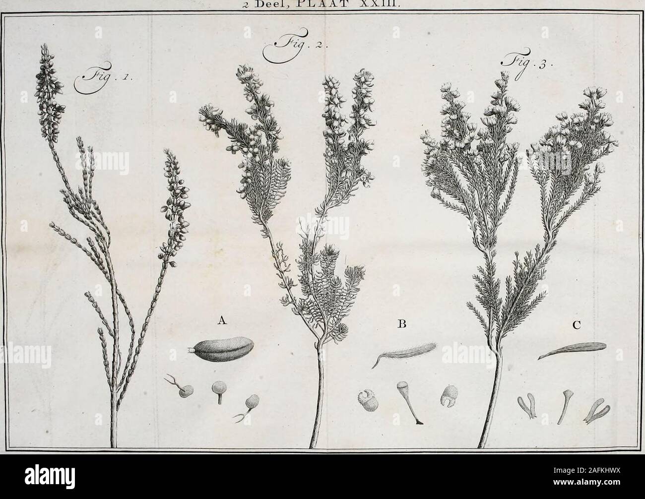 . Natuurlyke historie : di, Uitvoerige beschryving der dieren, planten, en mineraalen. kort, tegen d©Takjes aangedrukt.puicheiu. Naast voegt hier die Soort van Kaapfche Heifi?xlin. cle uit myne Verzameling , welke ik den da-•^^ • naam van Piilchella di Sierlyke geef, om daczy in fchoonheid, zo van Blad, als bloem eaKleuren , boven vecle anderen uitmunt. EeaTakje daar van i^ in Fig, io , op de nevens-gaande F LAAT XXIII , naar c leven afge-beeld. MyiJ geheele Tak è ongevaar een Voetlang , rond en roodachtig Afchgraauw, verdee-lende zig in zwiepige Takjes en deeze in dun*ner Rysjes , die roodach Foto Stock