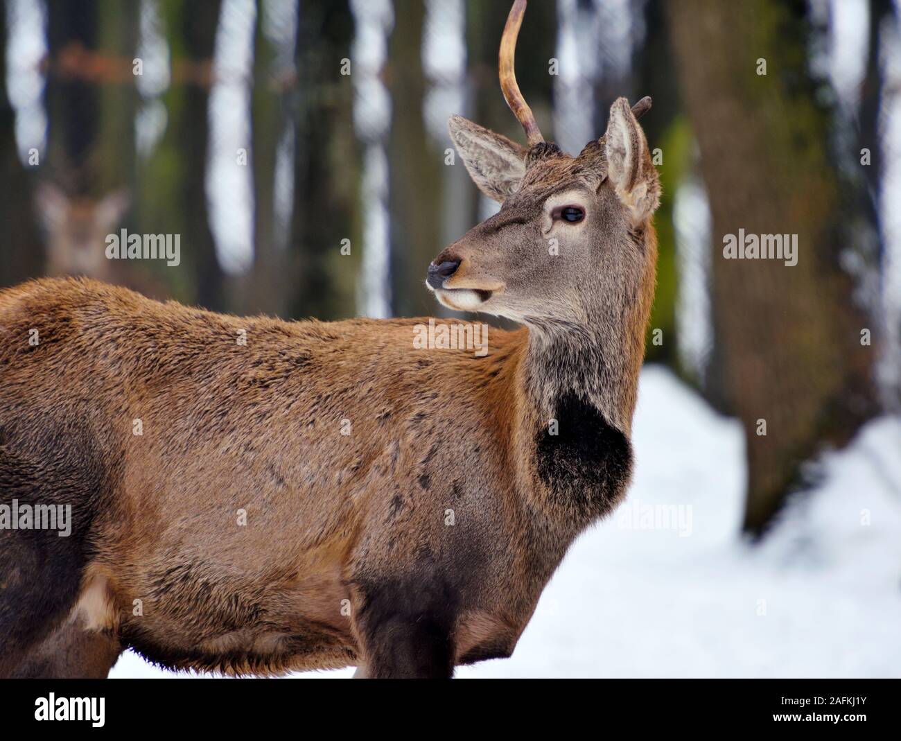 Giovane maschio cervi nella foresta di inverno Foto Stock