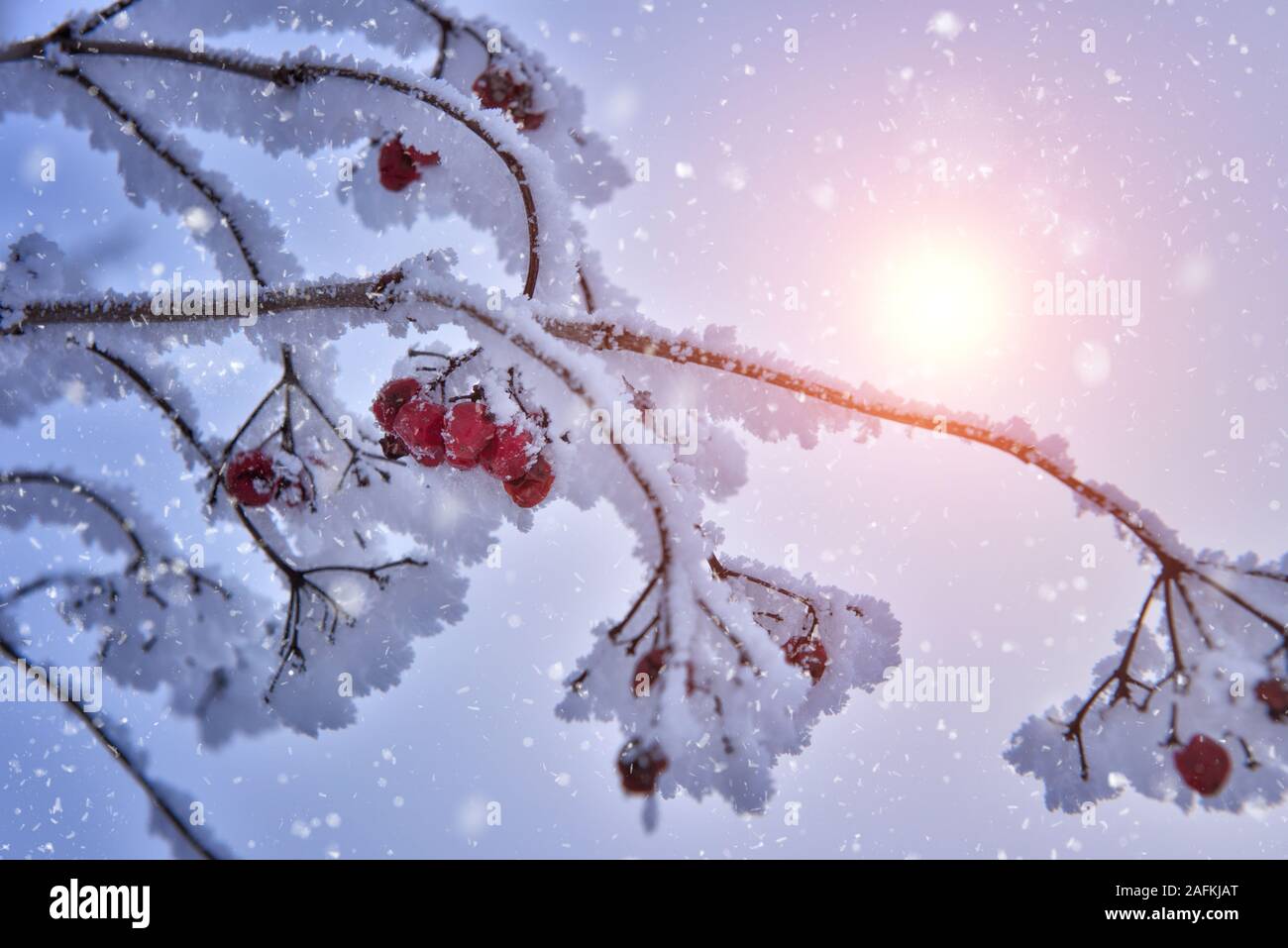 Coperta di neve rosse bacche pallon di maggio su un ramo e il sole splende attraverso filiali Foto Stock