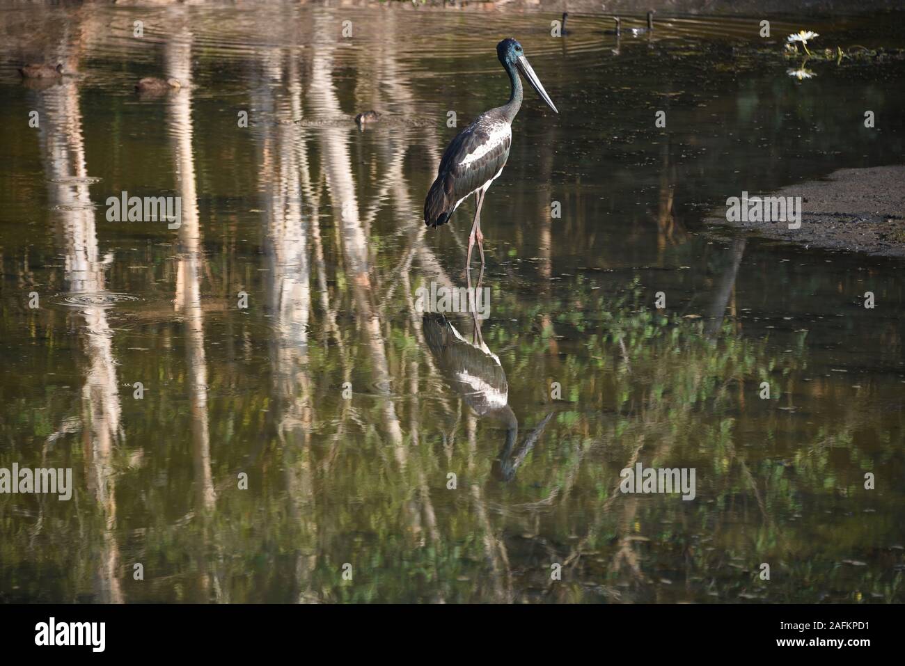 Un riflesso splendidamente rare Black-Necked selvatici Stork alimentando in un lago del Queensland, Australia. Foto Stock