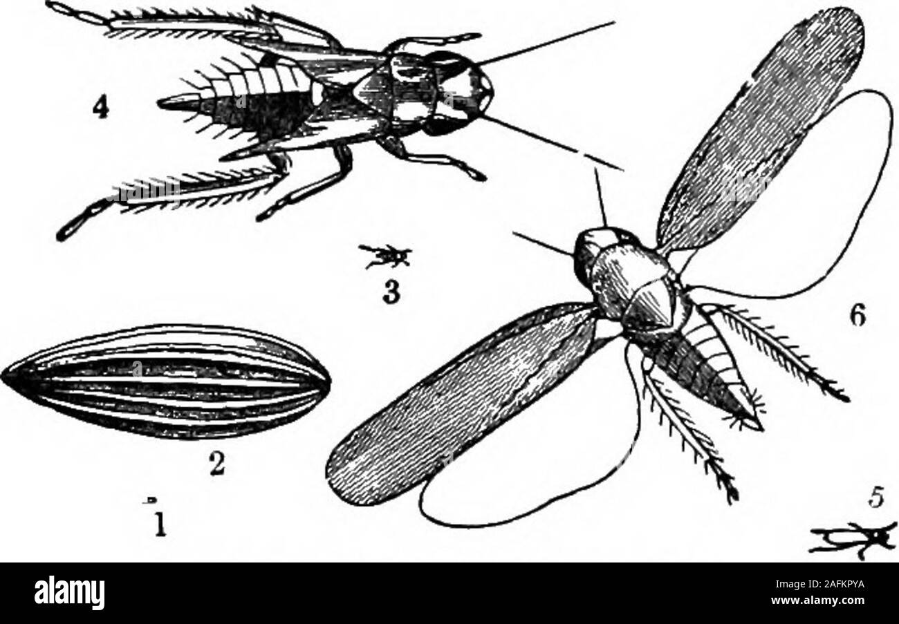 . Lo standard dell'enciclopedia della moderna agricoltura ed economia rurale, dai più illustri autorità e specialisti sotto la direzione del professor R. Patrick Wright ... f parasiticHymenoptera chiamato Proctotrupids, che de-velop in un buio sac-come processo sporgente dal corpo della foglia-tramoggia. Questi parasitesdestroy la facoltà riproduttive degli insetti. Trattamento prevede la spruzzatura con emulsione diluteparaffin per uccidere le larve e le ninfe.Gli adulti possono solo essere distrutti mediante spruzzatura con sapone e acqua, che provoca la loro tofall al suolo, quando essi sono ulteriormente spr Foto Stock