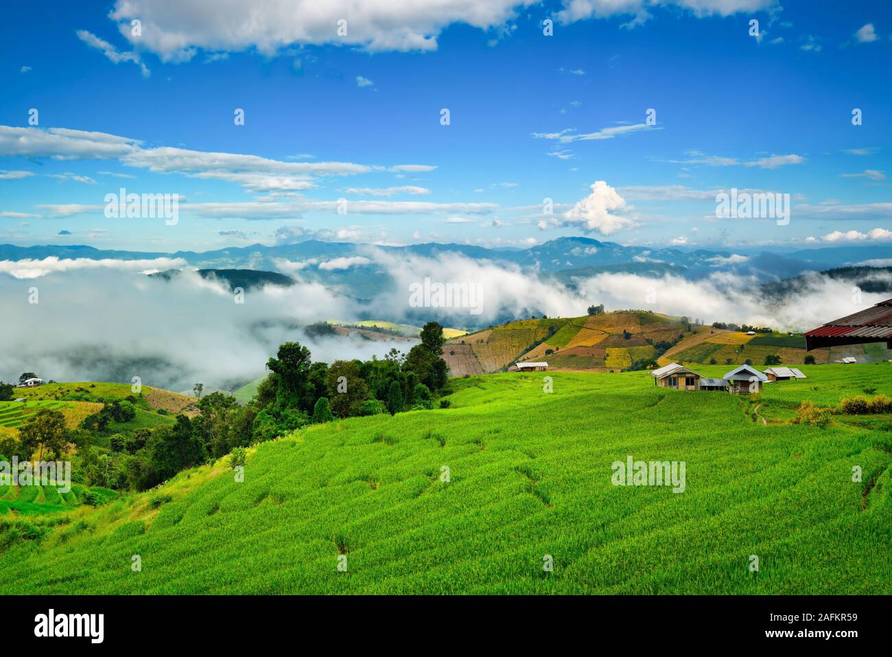 Bellissimi campi di riso. Bellissime terrazze di riso a Bali, in Indonesia Foto Stock