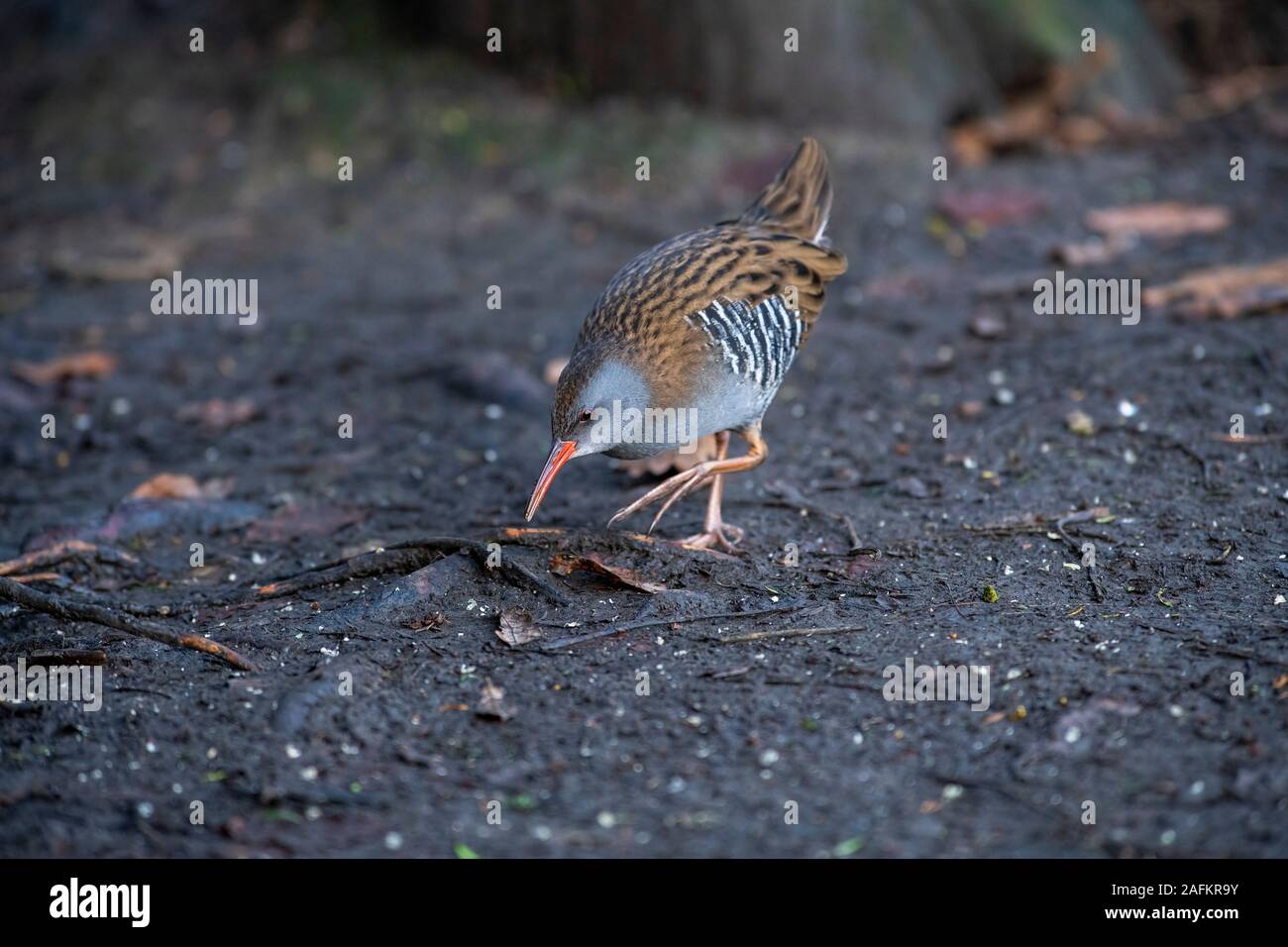 Porciglione -Rallus aquaticus foraggio per il cibo. Autunno Foto Stock