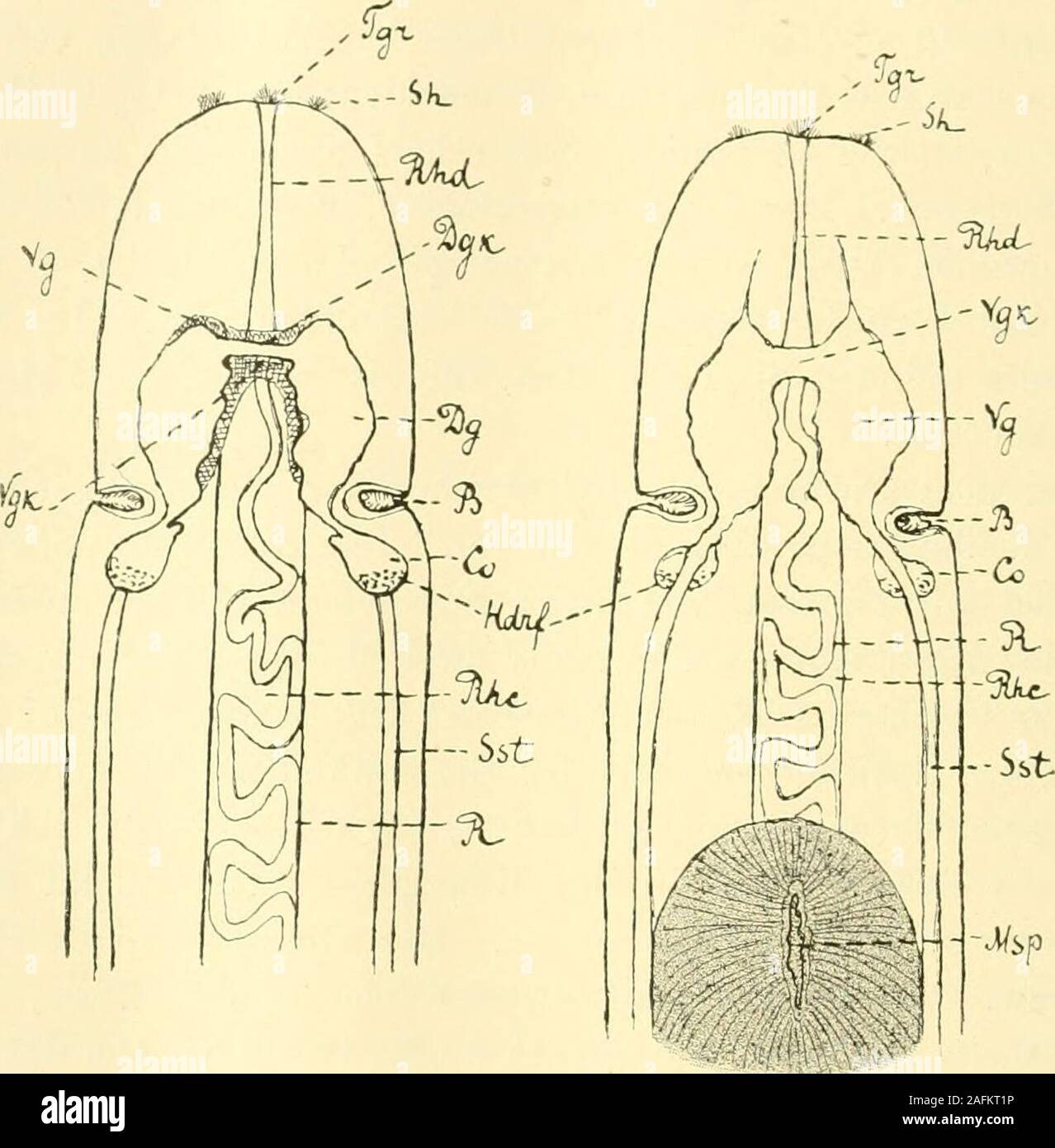 . Zeitschrift für wissenschaftliche Zoologie. ventralenGanglion entspringen zwei Nervenstränge - die Seitenstämme,welche dem entlang Körper verlaufen. Mit dem dorsalen ganglio Gebilde sindeigenartige - die Cerebralorgane - verwachsen. Wasdas centrale Nervensystem anbetrifft, così kann man hier die Rindevon der centralen Substanz unterscheiden. Das periphere Nervensystembesteht aus Nerven und "Nervenschichten" (cittadino). Zu den ersterengehören die Rücken-, Schlund-, Kopf- und Rüsselnerven. Die Cerebralorgane und ihre erweiterten Mündungen - lang unddicht bewimperte Buchten - bilden die Sinnesorga Foto Stock
