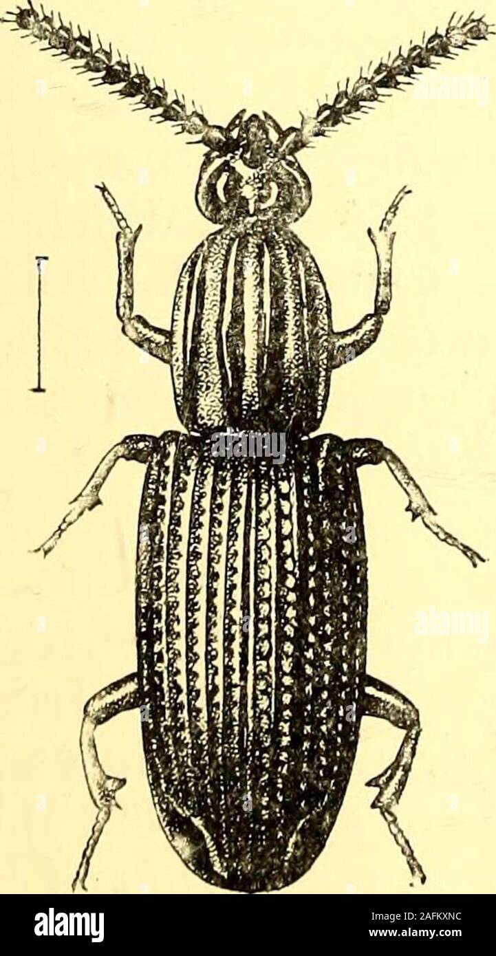 . Coleoptera : introduzione generale e Cicindelidae e Paussidae. 277. Rhysodes aterrimus, Chevr. Rhysodes aterrimus, Chevrolat, Ann. Soc. Ent. Francia (5) iii, 1873, p. 209. Rhysodes armatus, freccia, Ann. Mag. Nat. Hist. (7) vii, 1901, p. 85. Pitchy nero, piuttosto noiosa, cilindrica;Itead prodotta dietro gli occhi, posteriorlobes approssimando per due volte sul vertice,antero spazio elevato breve, constrictedin medio ; sul retro della testa isa piccola fovea puntiformi che è distantfrom il rilievo centrale spazio ; prothoraxlong, con lati quasi rettilineo, la disctrisulcate, con la exte Foto Stock