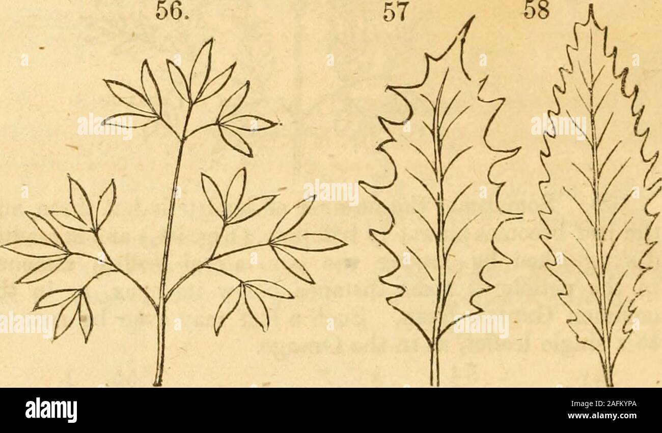 . Il Class-Book botanica e Flora della Pennsylvania. 40 irradiare composto venato lascia.110. Quando un irradiare venato diventa foglia composto, theleaflets sono necessariamente tutti attaccati all'apice del commonpetiole, formando un ternate o palmately trifoliate foglia, come inClover, (Fig. 54) o una foglia digitate, come nell'ippocastano,(Fig. 44). 1. Biternate, (due volte ternate, Fig. 55) quando il leafletsof una foglia di Ternate diventare loro stessi ternate. Es.: Squirrelcorn (Dicentra Canadensis.) 2. Triternate, (tre volte tre ternate, Fig, 56)quando i lembi di una foglia biternate nuovamente diventare ternate.Ex. : Foto Stock