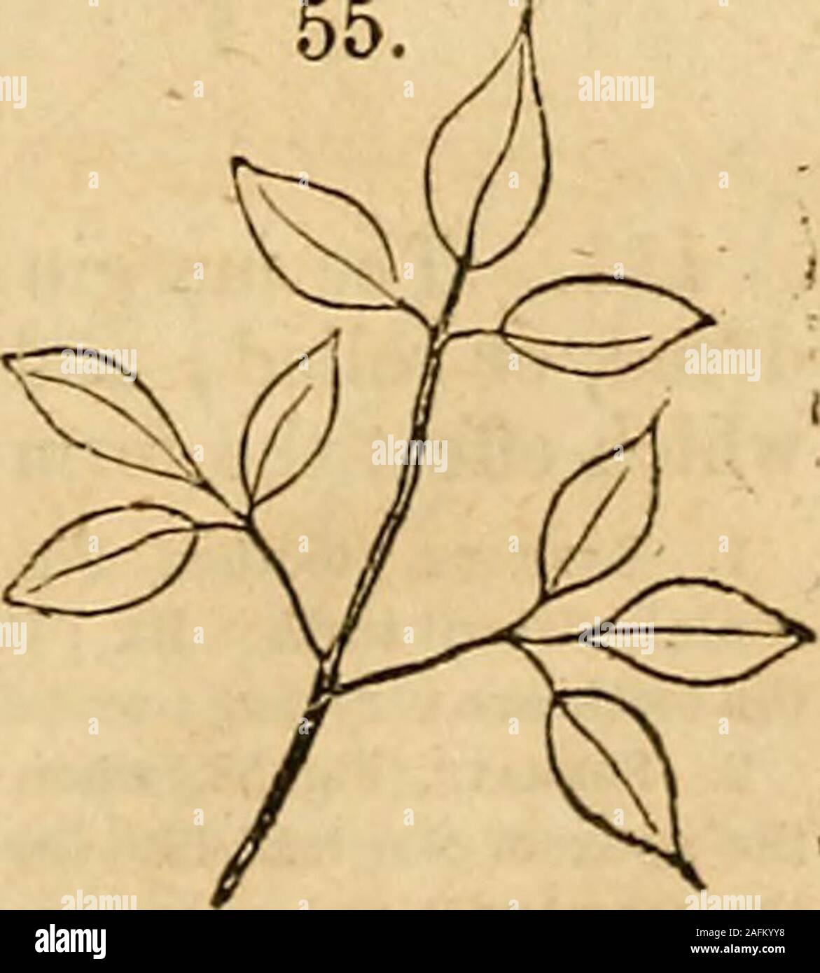 . Il Class-Book botanica e Flora della Pennsylvania. 40 irradiare composto venato lascia.110. Quando un irradiare venato diventa foglia composto, theleaflets sono necessariamente tutti attaccati all'apice del commonpetiole, formando un ternate o palmately trifoliate foglia, come inClover, (Fig. 54) o una foglia digitate, come nell'ippocastano,(Fig. 44). 1. Biternate, (due volte ternate, Fig. 55) quando il leafletsof una foglia di Ternate diventare loro stessi ternate. Es.: Squirrelcorn (Dicentra Canadensis.) 2. Triternate, (tre volte tre ternate, Fig, 56)quando i lembi di una foglia biternate nuovamente diventare ternate.Ex. : Foto Stock