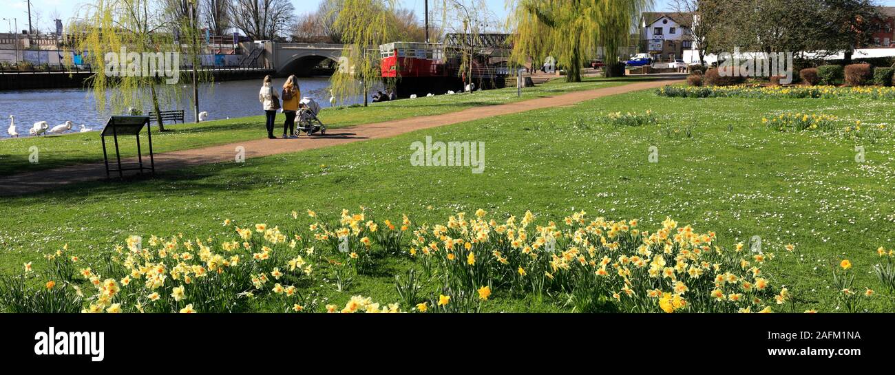 La molla narcisi, fiume Nene Embankment Gardens, Peterborough City, Cambridgeshire, England, Regno Unito Foto Stock