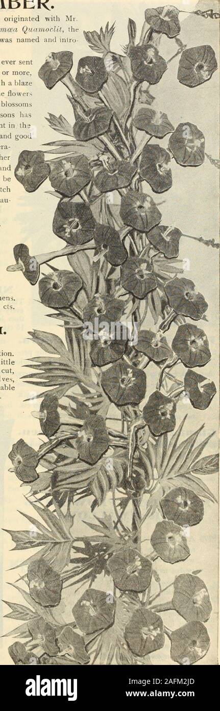 . Dreer's garden prenota 1915. GvpsoPHiLA Paniculata Fl Pl. Il Cardinale ci imbi k. 66 Foto Stock