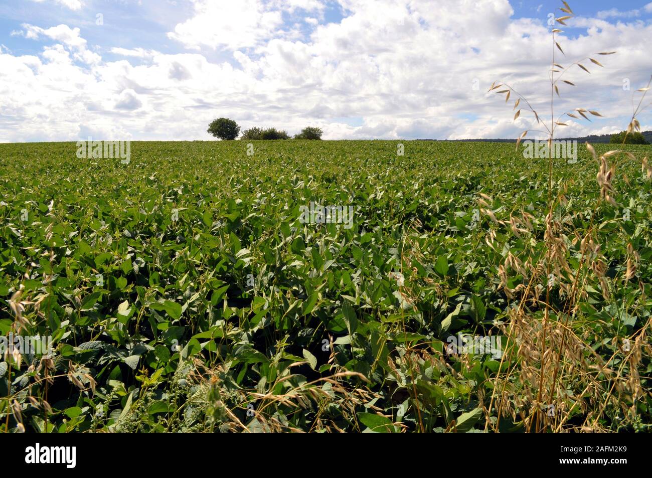 Un campo verde nelle zone rurali la tranquillità della campagna Foto Stock
