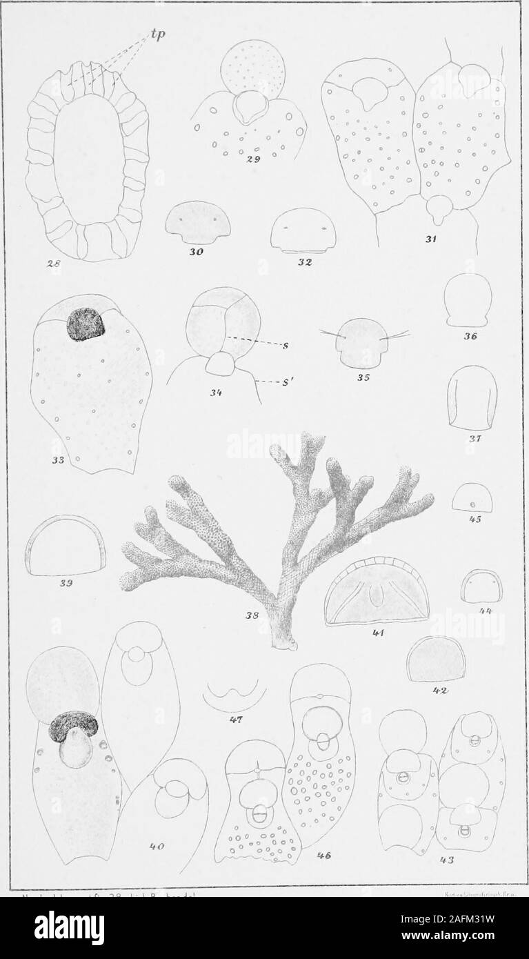 . Relazione della seconda norvegese spedizione artica in 'Fram' 1898-1902 ... ooBC, */. 30. Opercolo, *^/. 31-32. Scliisoporella sinuosa, Busk, ^/j 1899, Digermulen, Lofoten. - 31. Zoo3cia, /i. - 32. Opercolo, "Vi. - 33-35. Eschara suturata, Nordg., n. sp., ^Z 1901, a nord di Città del Capo Lands End. 33. Zocecium, ^/. 34. Ooecium, s e s sono linee sutural, ^^/i. 35. Opercolo, *^/i. - 36-37. Eschara Mpposus, Smitt, /- 1901, Ytre Gaasefjord. 36. Apertura orale, ^^/. 37. Opercolo, ®/i. 38. Porella saccata. Busk, ^/^ 1900, Vinterhavnen, /i- 39. Porella plana, Hincks, W 1900, Vinterhavnen, Operculu Foto Stock